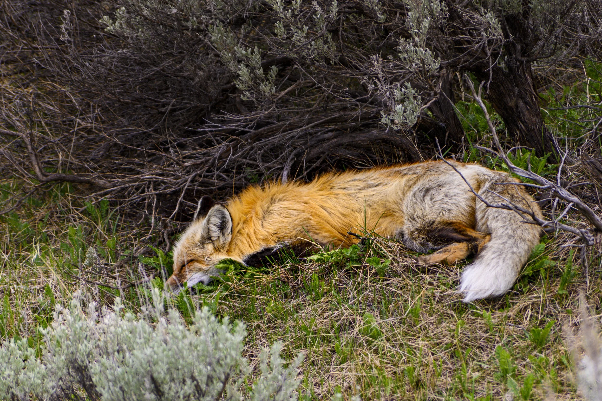 DSC_0906-Enhanced.jpg