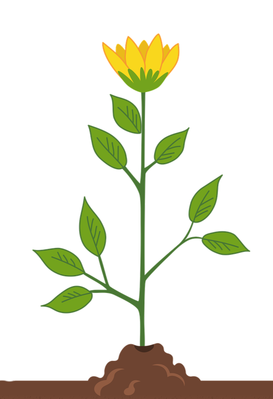 Tier 3: Peak Authority Plan