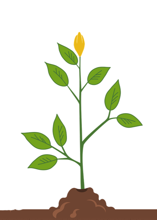 Tier 2: Summit Growth Plan