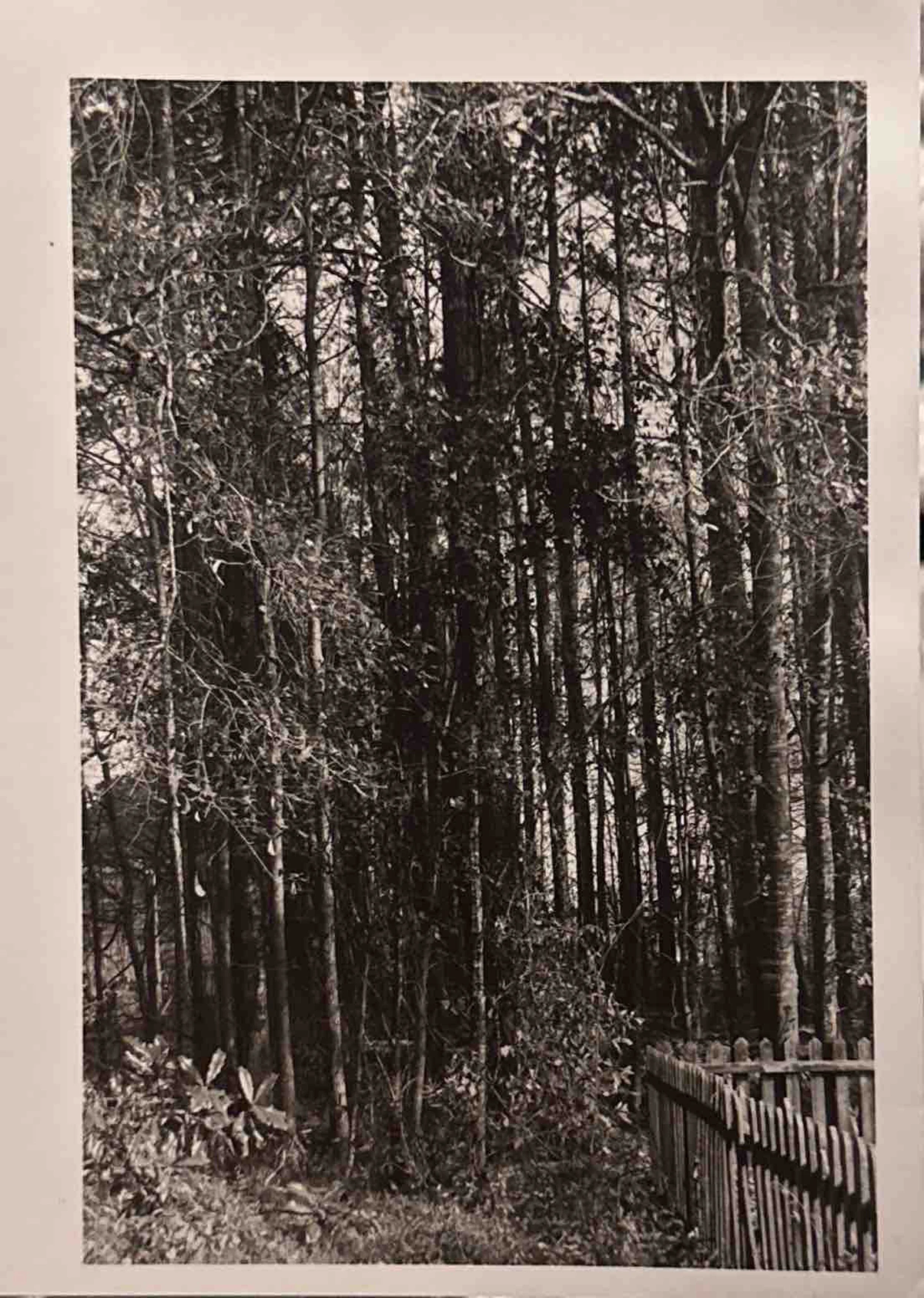Black and white photograph of a dense forest with tall trees and a wooden fence on the right side.