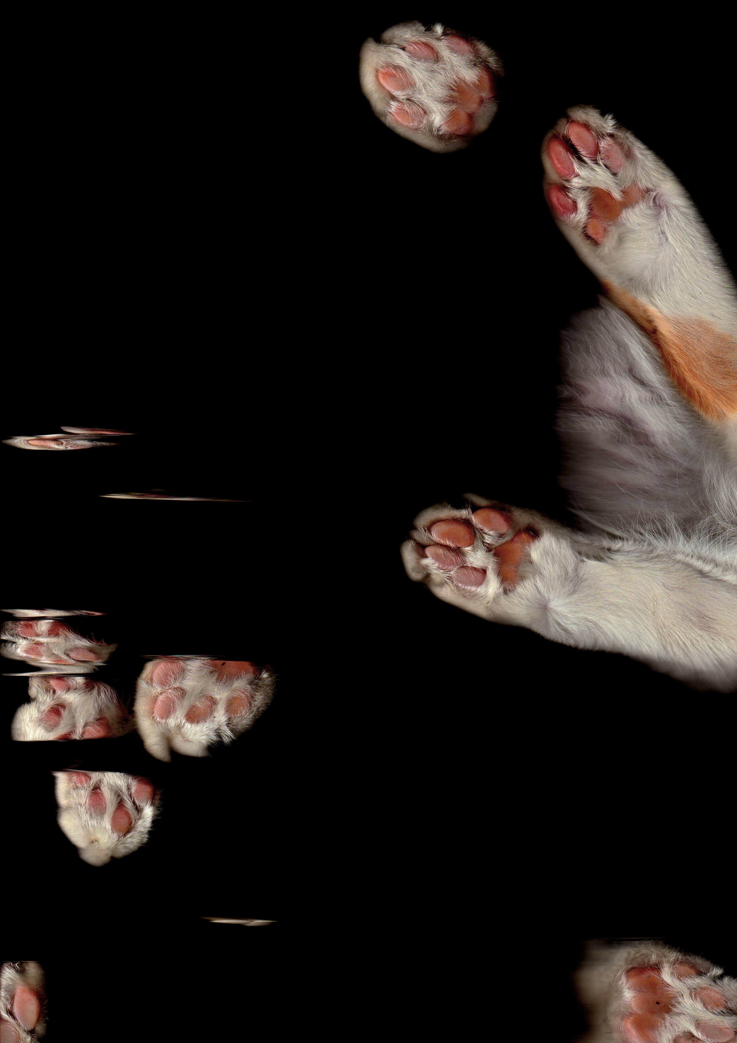 Close-up of a puppy's paws lying on a reflective black surface with mirrored reflections.