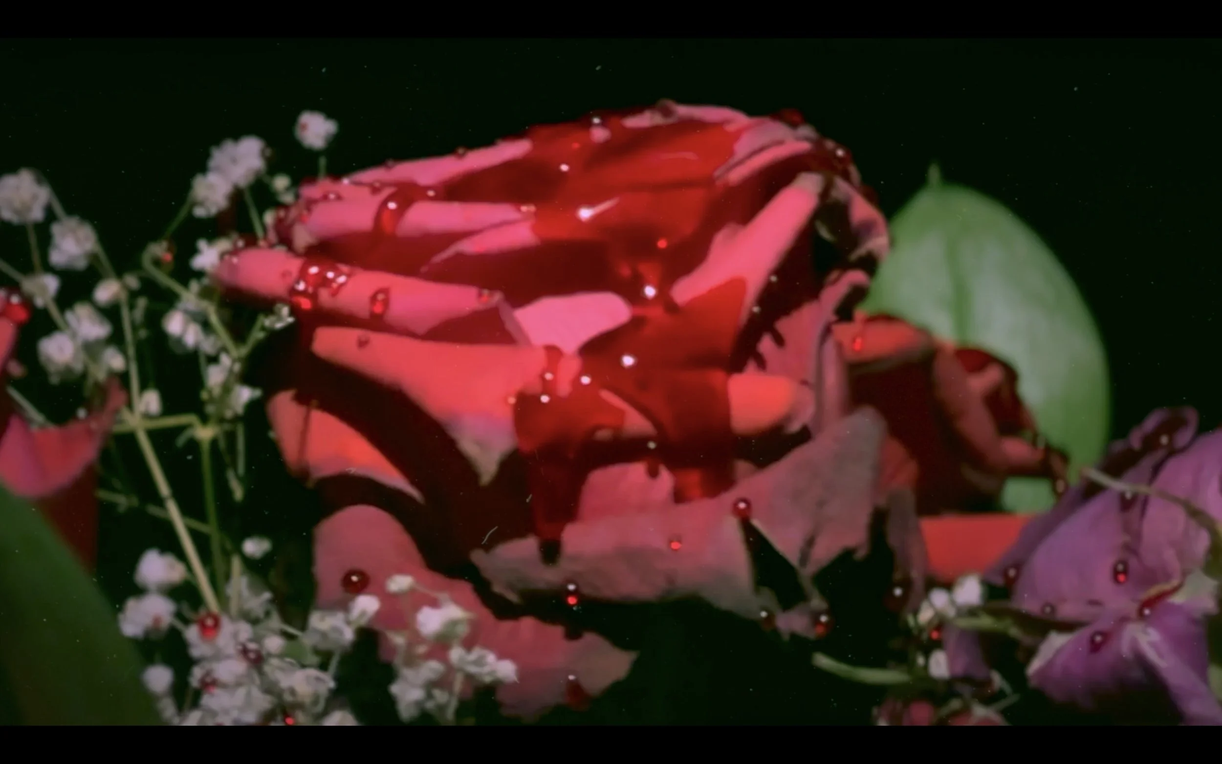 Close-up of a pink rose with red liquid and drops on petals, surrounded by small white flowers and purple and green leaves.