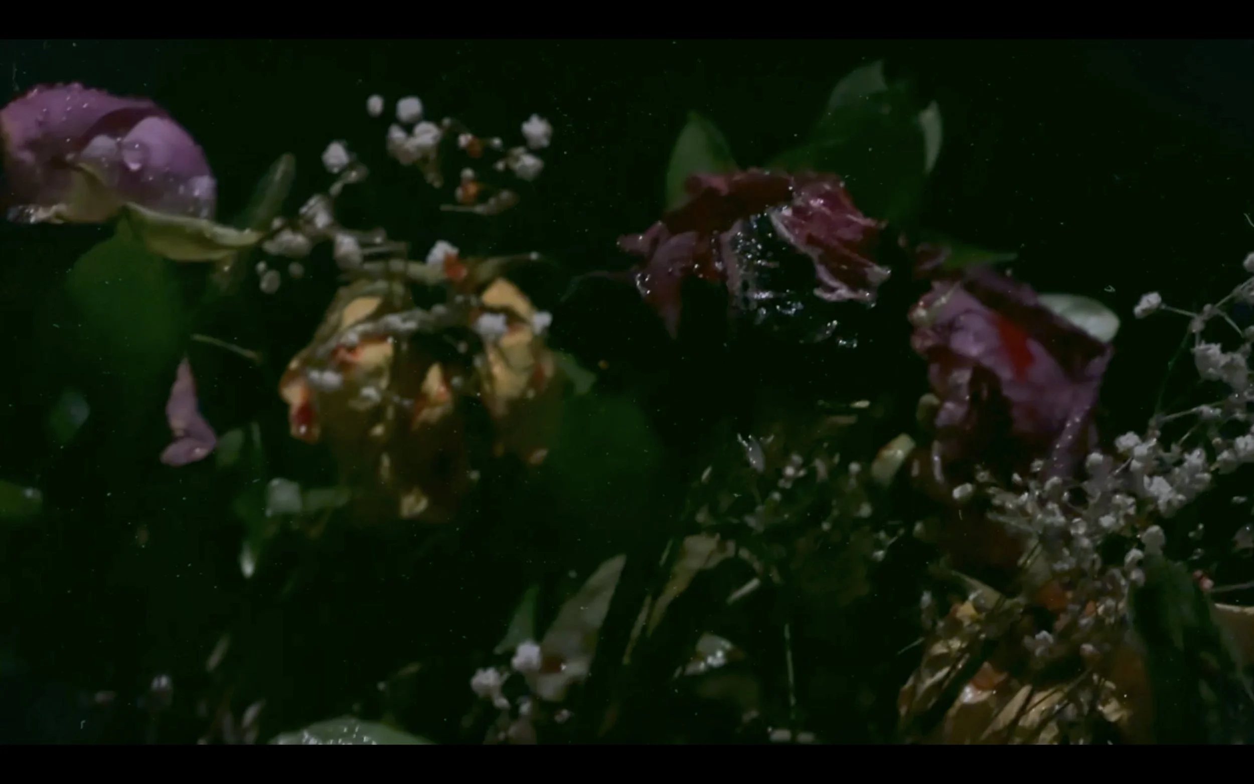 Close-up of decaying flowers and leaves floating in dark water.