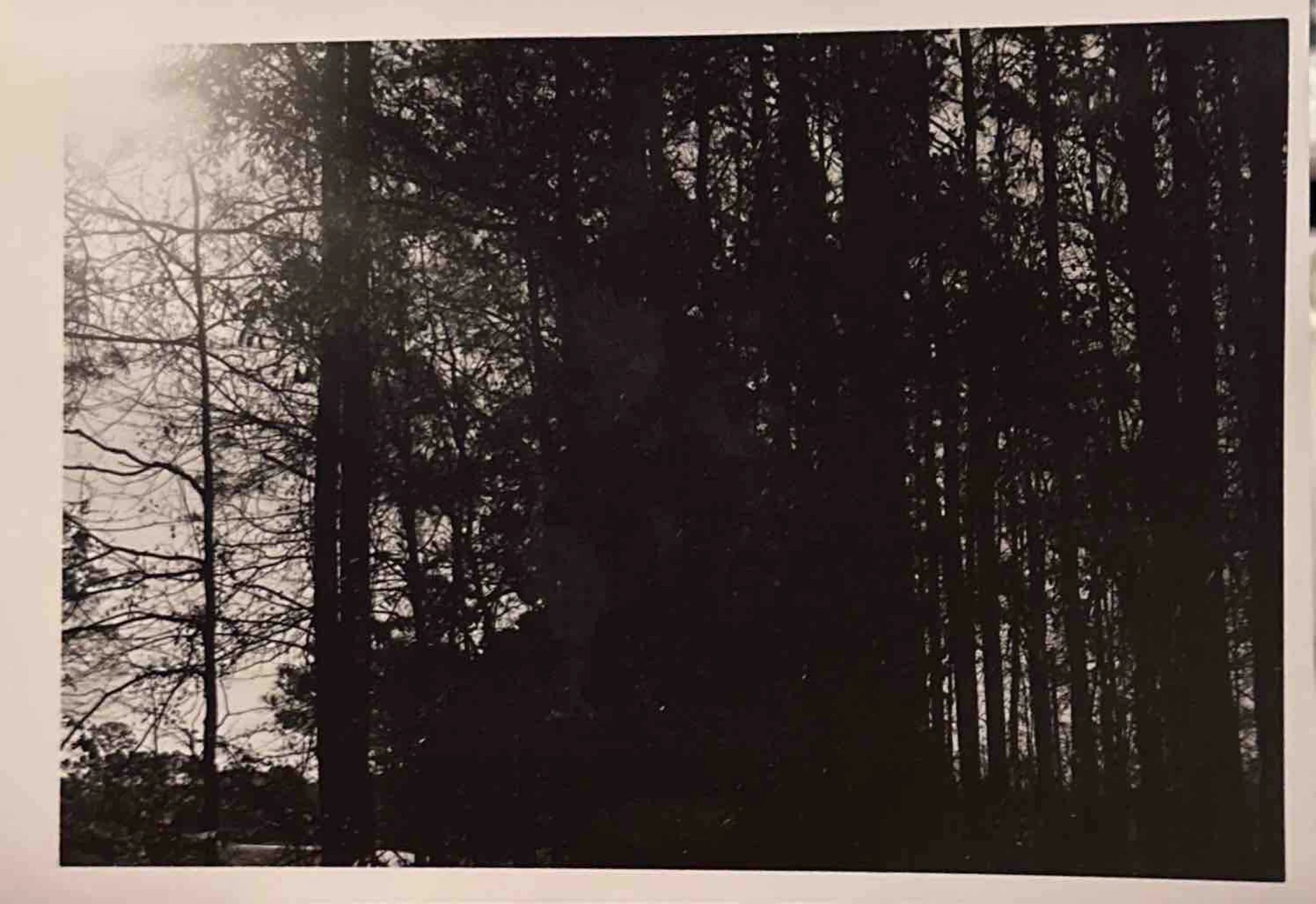 Silhouette of tall trees against a cloudy sky.