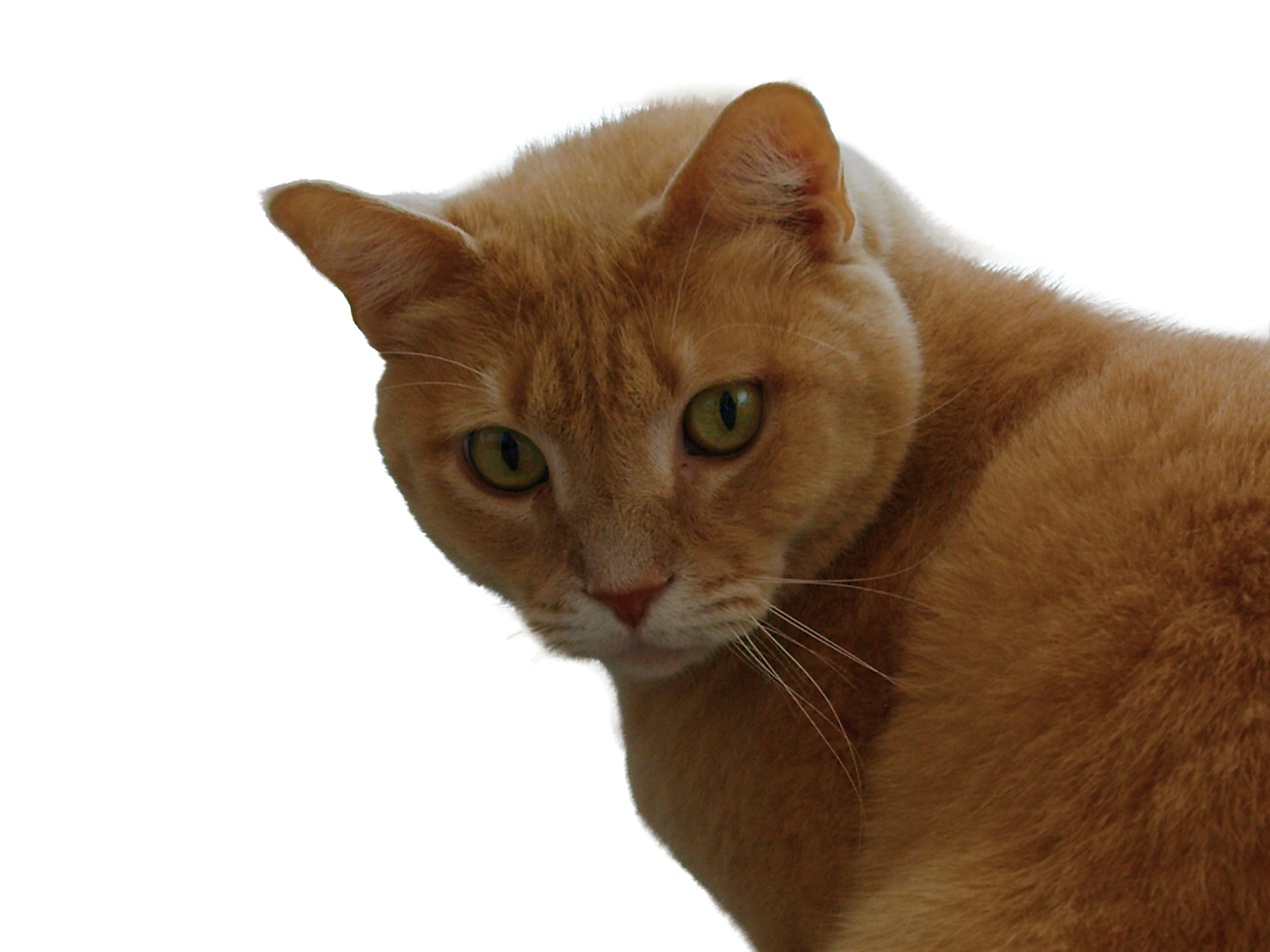 Dipper cutout 4k.png