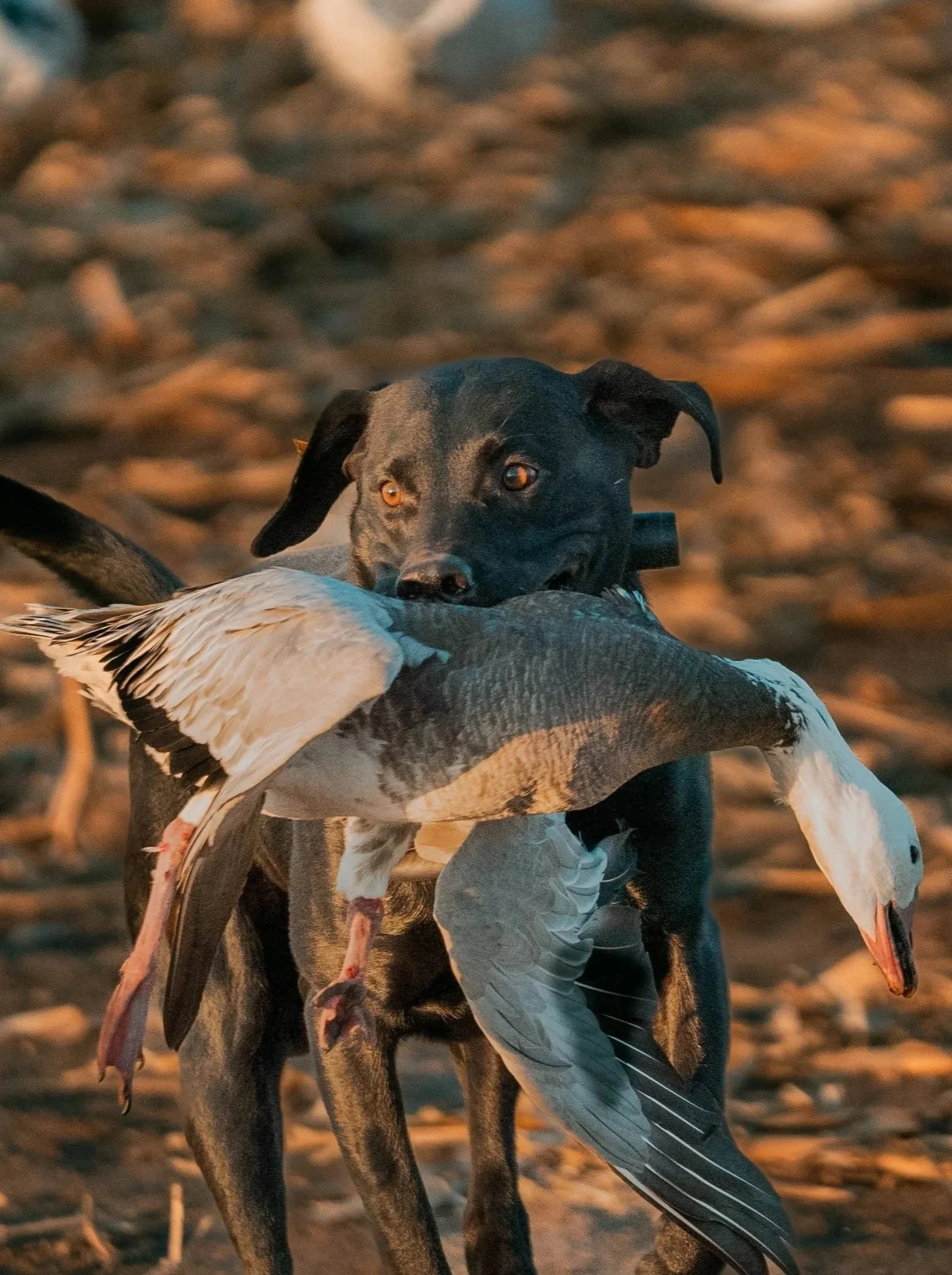 3 Day Hunt w/ Lodging - $600 (50% Deposit Required)