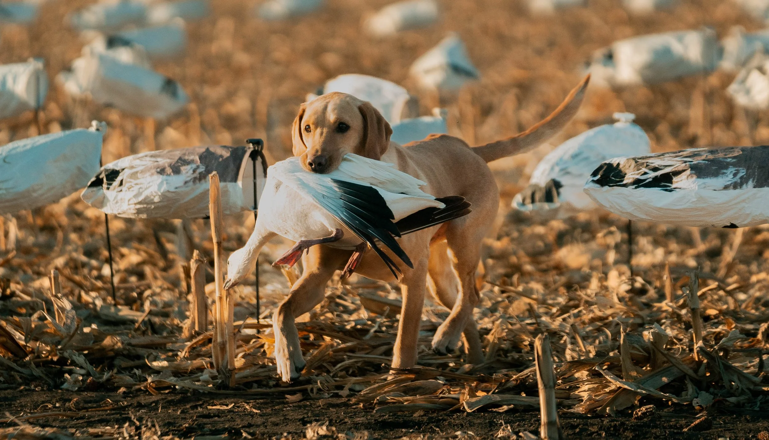 2 Day Hunt W/ Lodging - $450 (50% Deposit Required)
