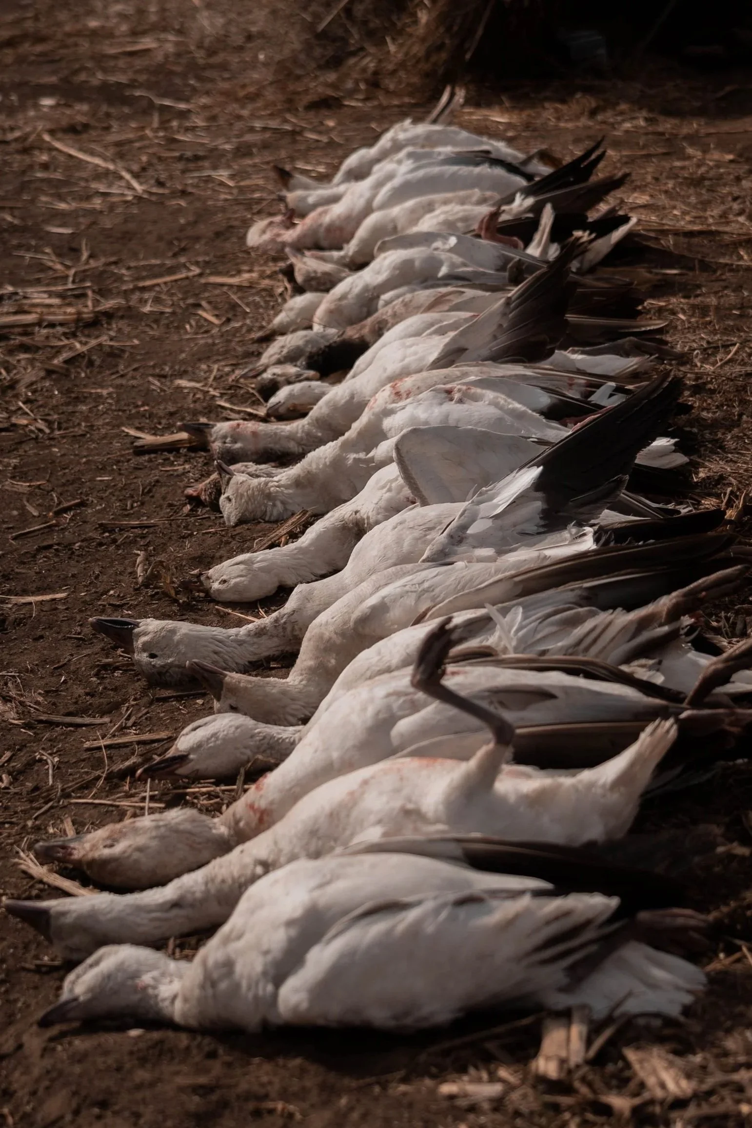 1 Day Hunt W/ Lodging - $250 (50% Deposit Required)