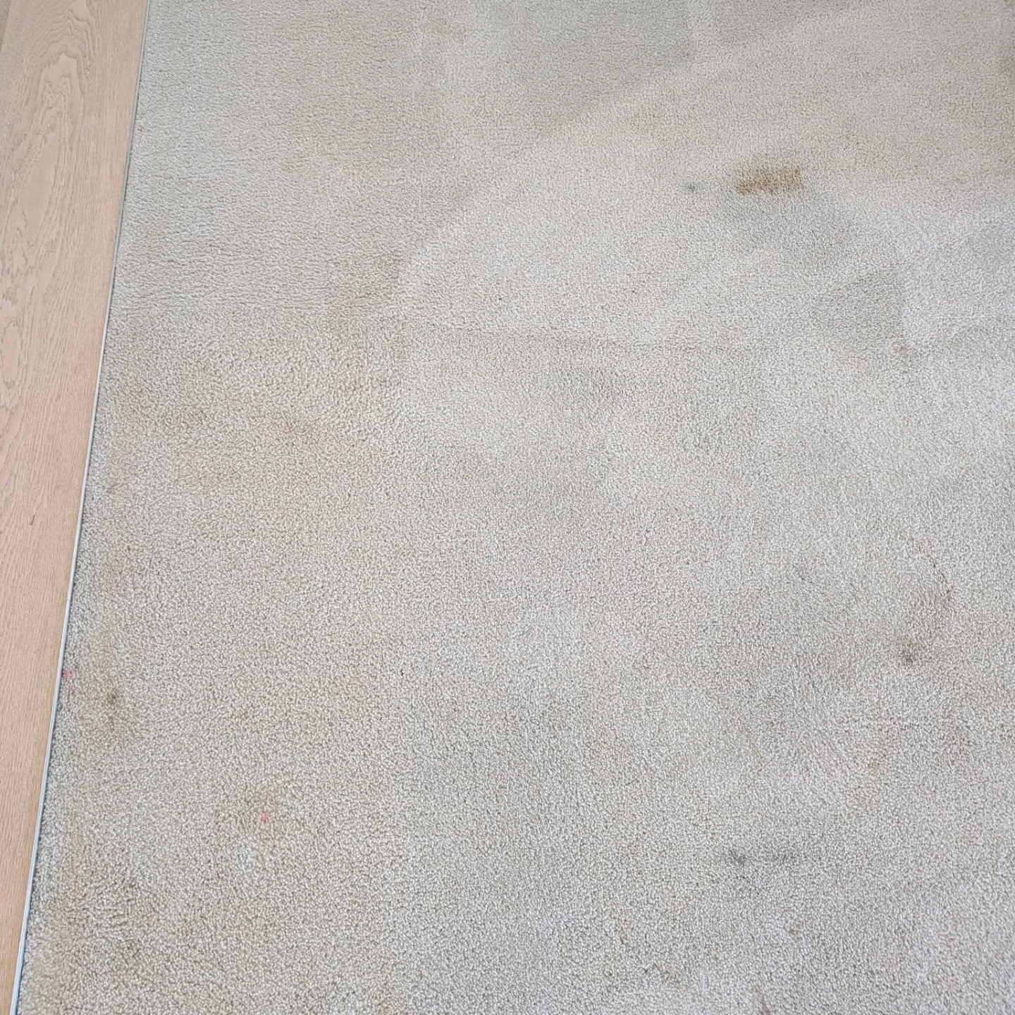 Fresh floors, fresh vibes! The mess of four young boys at this Bilgola job were no match for our skilled carpet techs.
