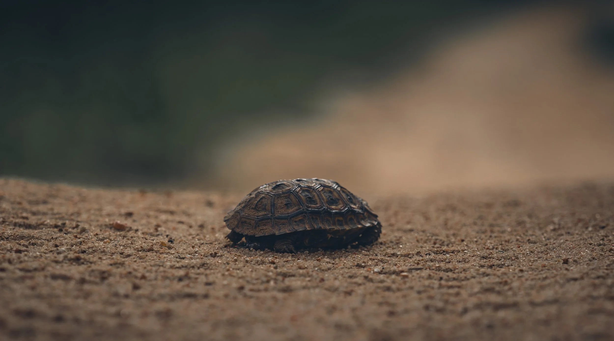 Londolozi Jan 2026 - Leopard Tortoise -
Canon R6ii 173mm f/5.6 1/500s ISO 125