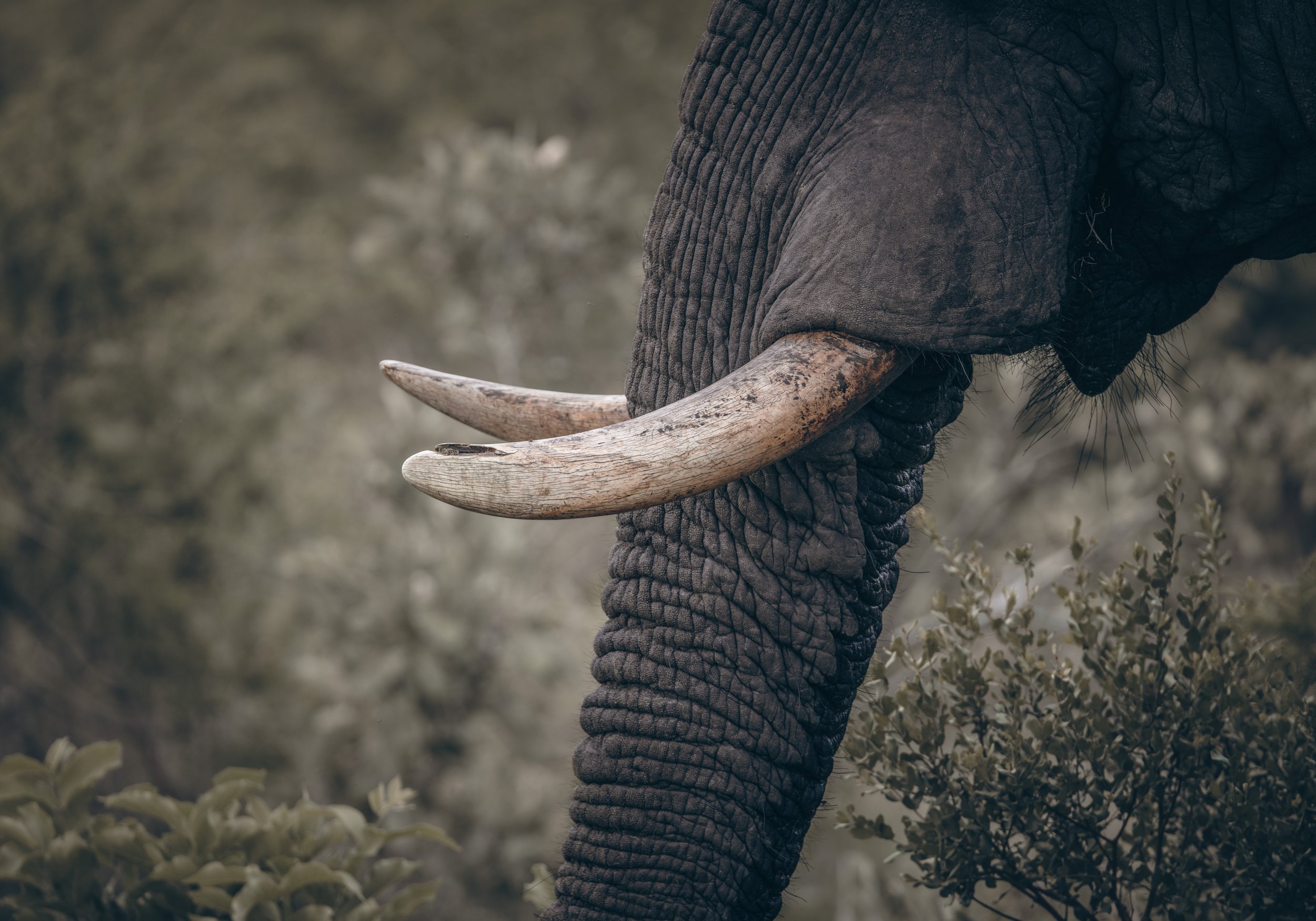Londolozi Dec 2024 - Ivory -
Canon R6ii 500mm f/7.1 1/250s ISO 320
