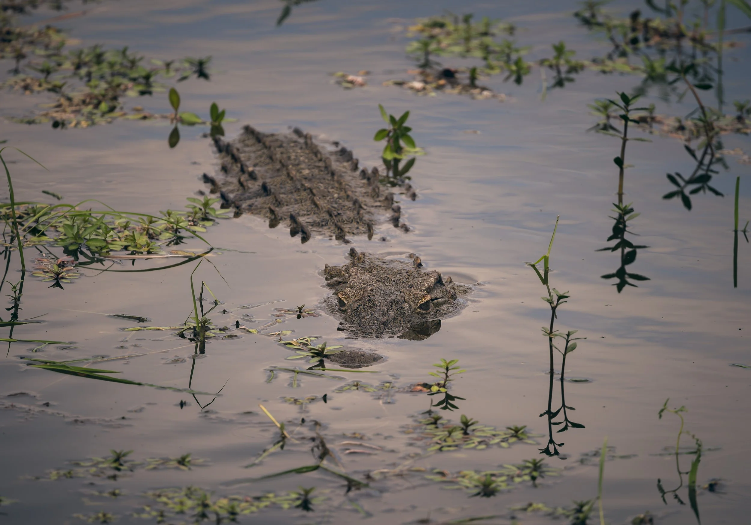 Londolozi Dec 2024 - Nile Crocodile -
Canon R6ii 500mm f/7.1 1/640s ISO 320
