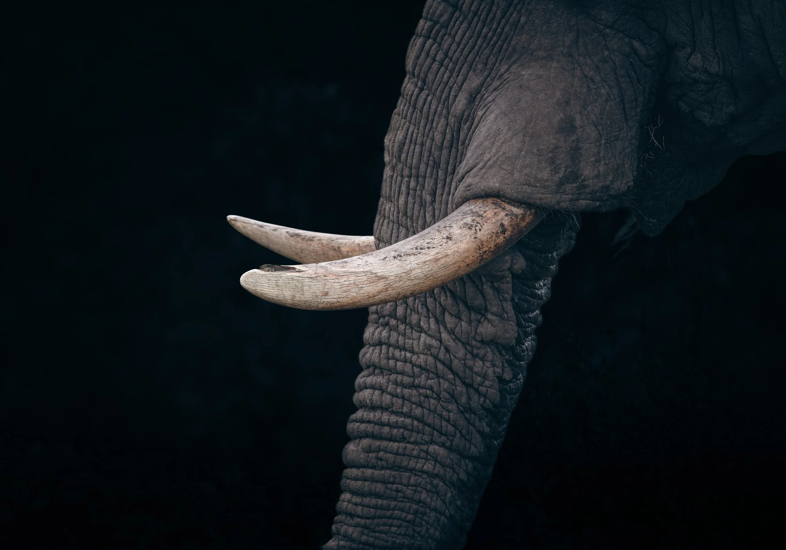 Londolozi Dec 2024 - Ivory Low Key - Canon R6ii 500mm F/7.1 1/250s ISO320