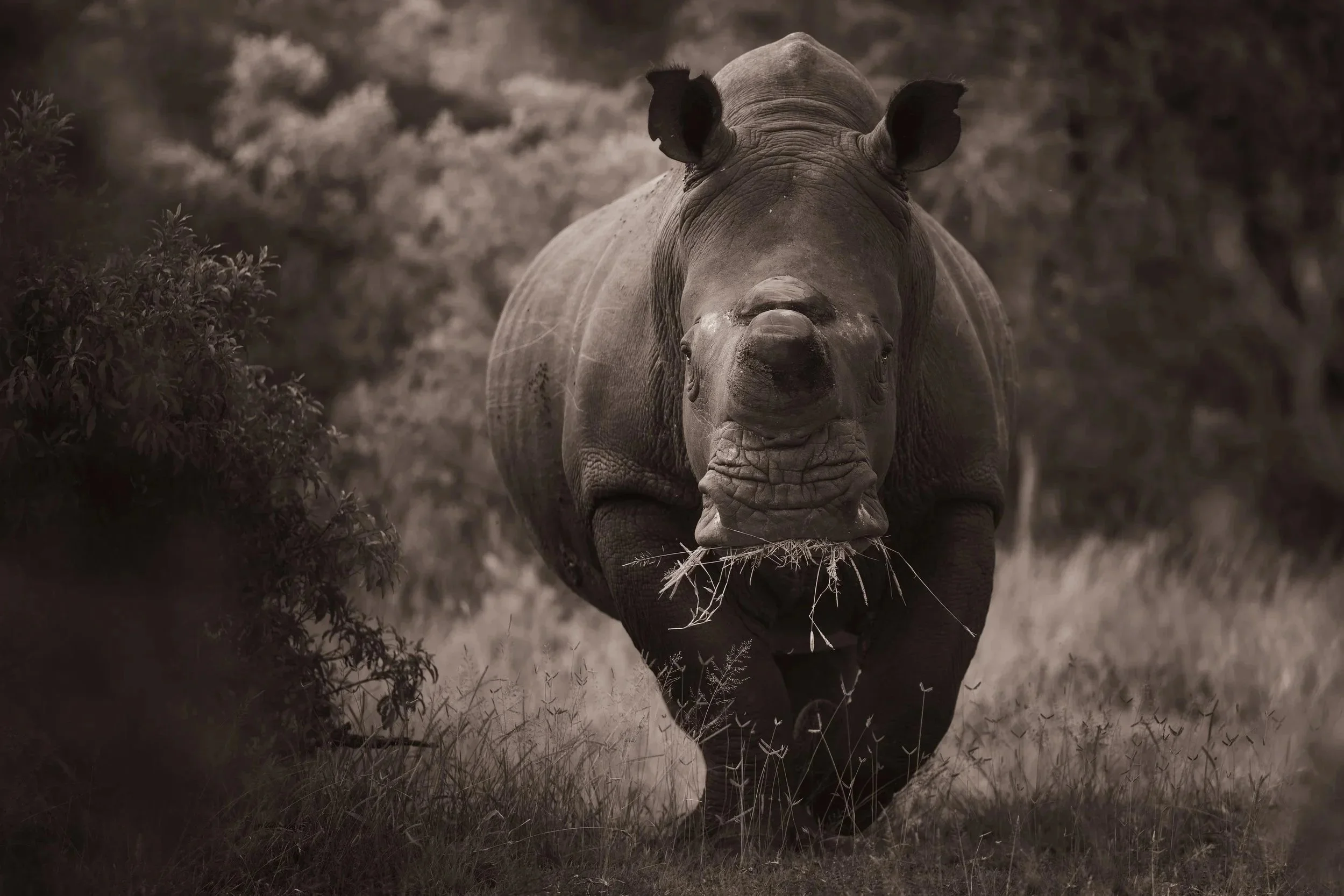 Londolozi Jan 2026 - White Rhino Bull -
Canon R6ii 200mm f/5.8 1/200s ISO 500