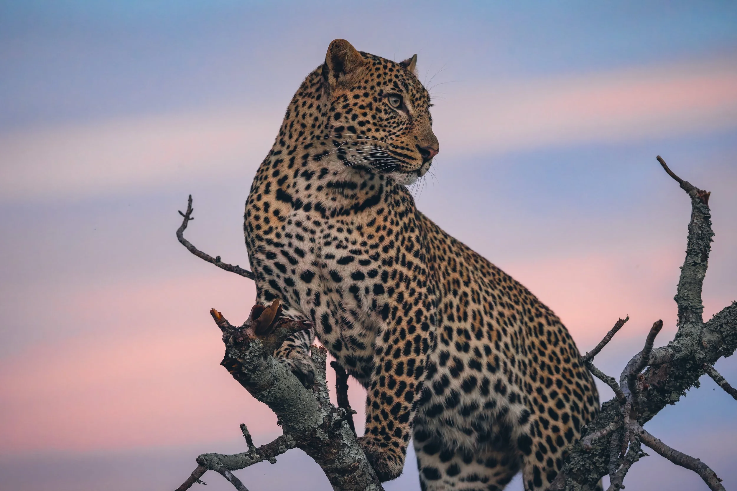 Londolozi Jan 2026 - Pastel Sky Shingi Male -
Canon R5ii 400mm f/7.1 1/1250s ISO 16000