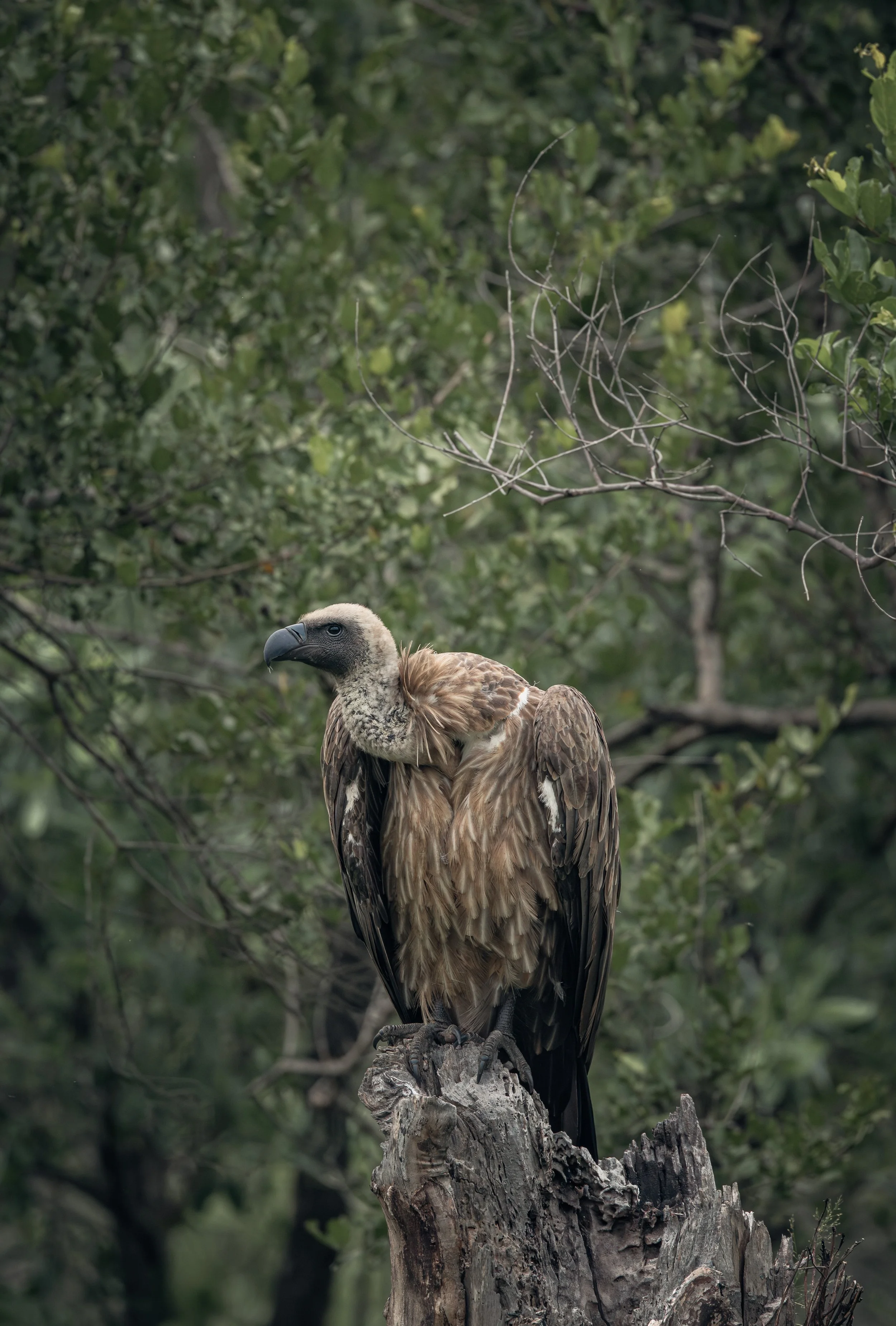 Londolozi Jan 2026 - White Backed Vulture -
Canon R5ii 500mm f/7.1 1/400s ISO 5000