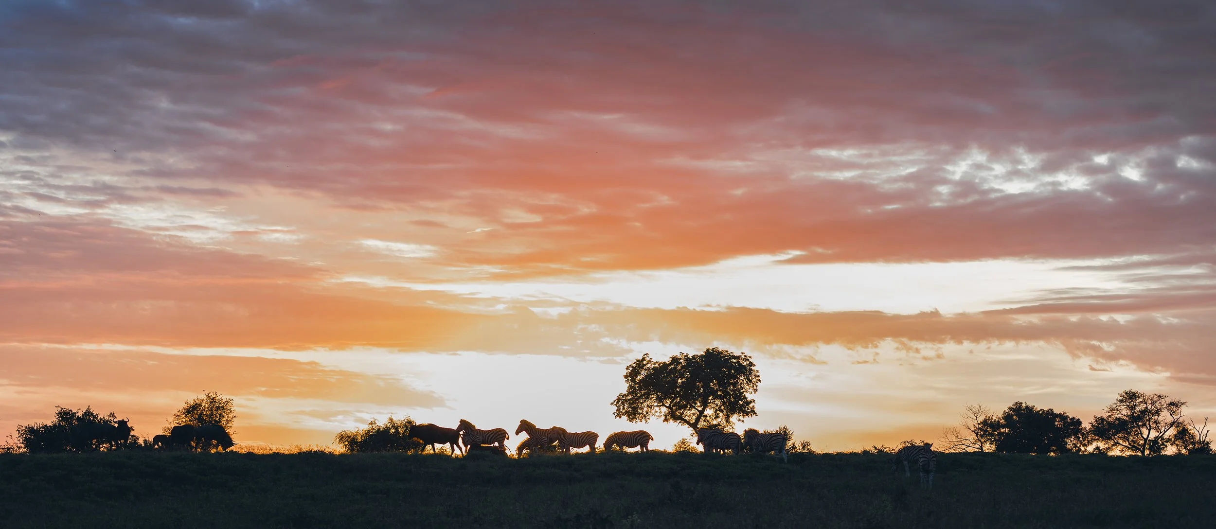 Londolozi Jan 2026 - Zebras at Dawn -
Canon R6ii 75mm f/2.8 1/125s ISO 100