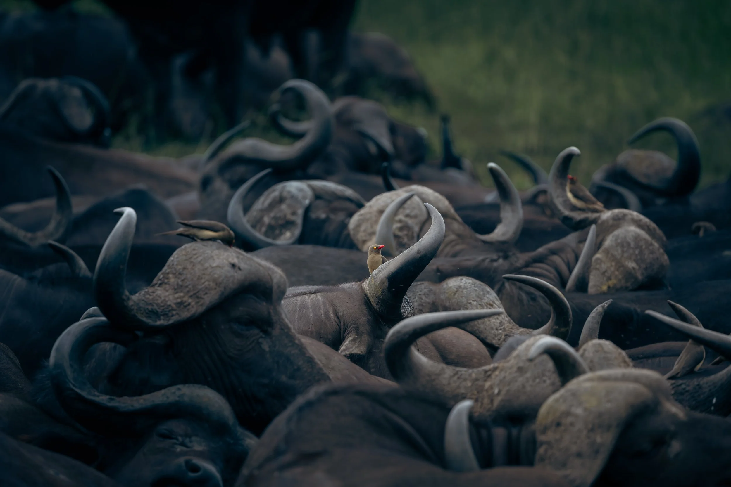Londolozi Jan 2026 - Tapestry of Buffalo Horns - Canon R5ii 500mm f/7.1 1/125s ISO 640