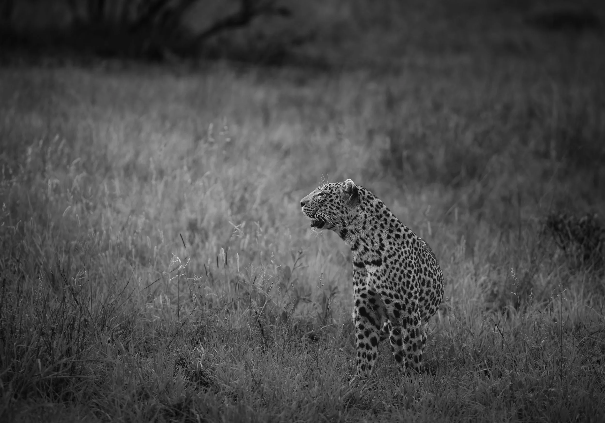Londolozi Dec 2024 - Nkoveni Female Leopard - Canon R6ii 500mm f/7.1 1/250s ISO 1250