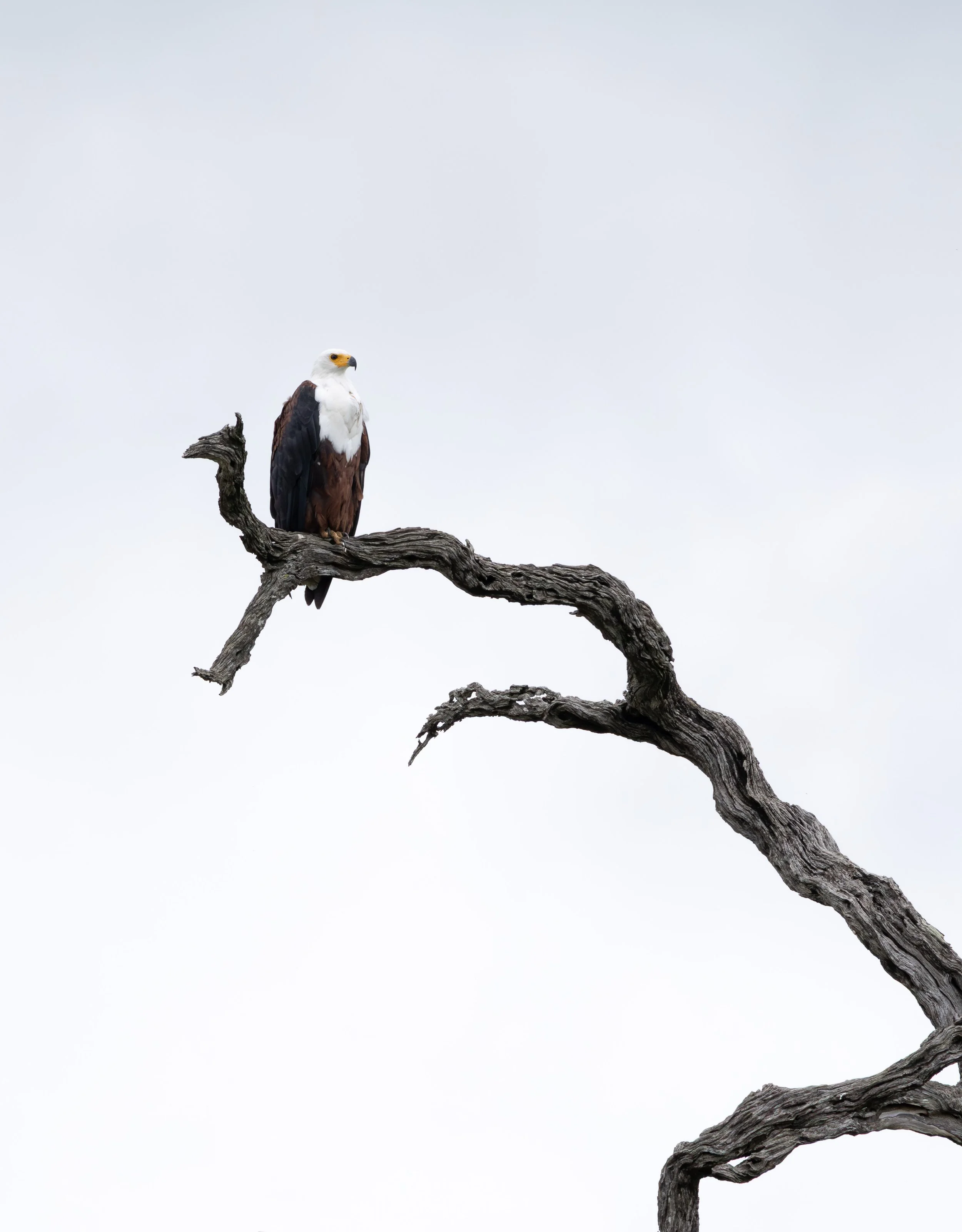 Londolozi Jan 2026 - African Fish Eagle -
Canon R5ii 500mm f/11 1/1600s ISO 2500