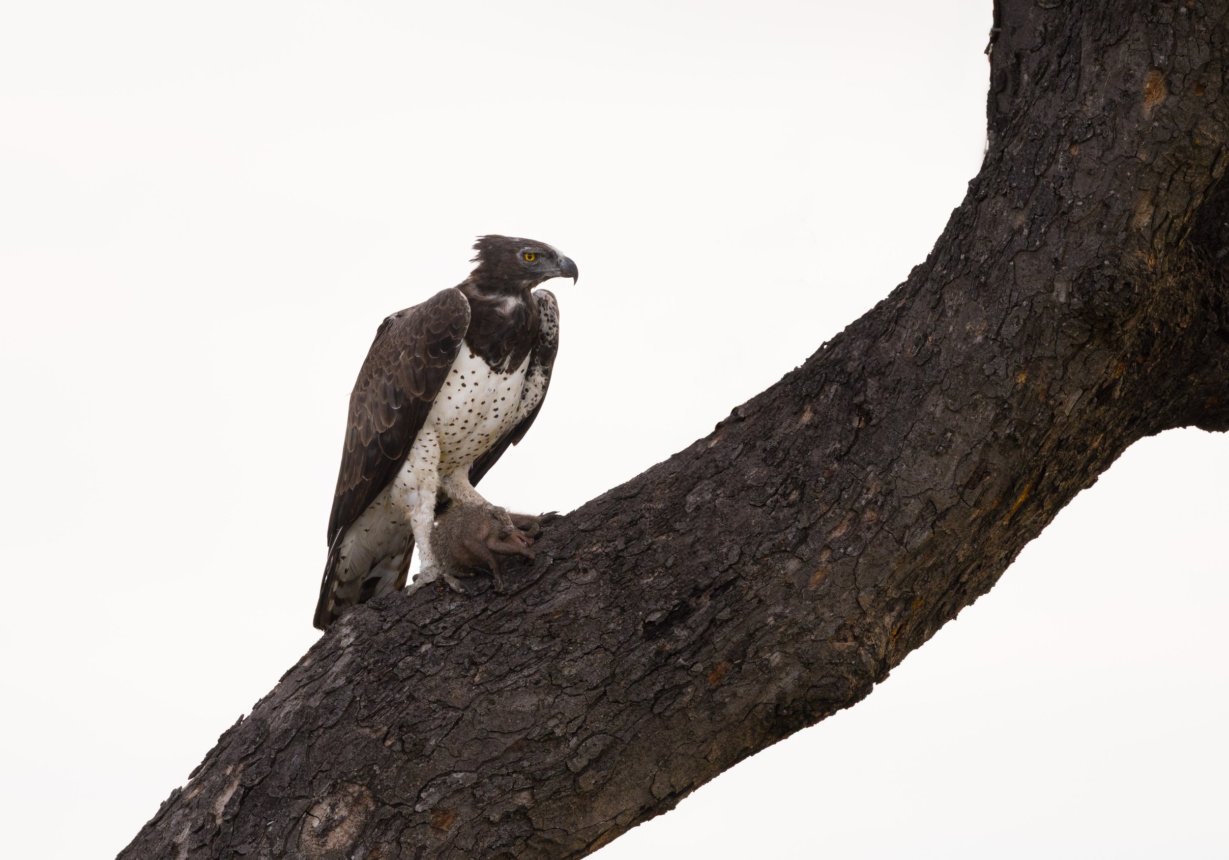 Londolozi Dec 2024 - Martial Eagle with Mongoose - Canon R6ii 500mm f/7.1 1/800s ISO 1600