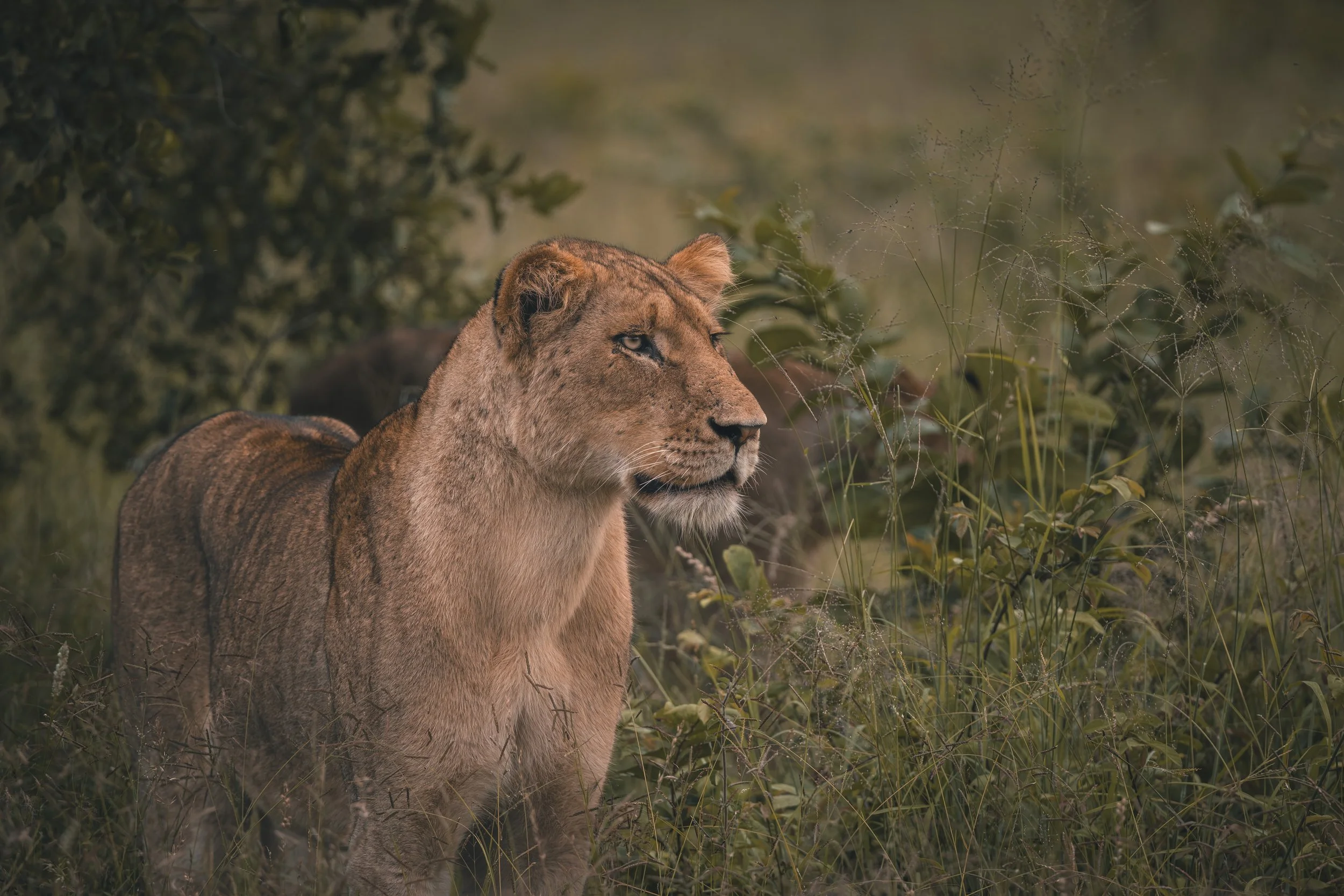Londolozi Jan 2026 - Lioness Stare -
Canon R5ii 500mm f/8.0 1/2500s ISO 5000