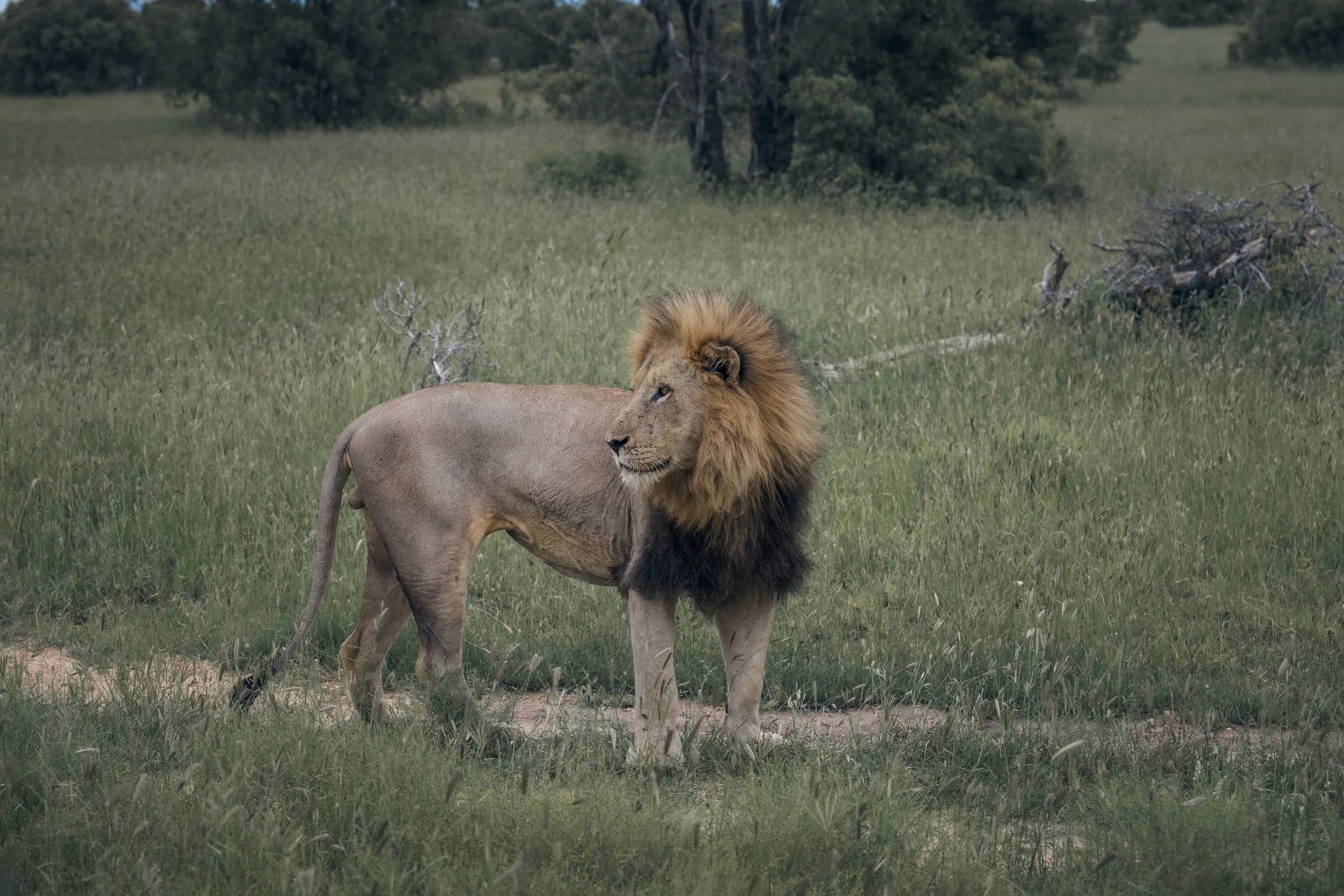 Londolozi Jan 2026 - Plains Camp Male Lion -
Canon R6ii 70mm f/5.0 1/320s ISO 100