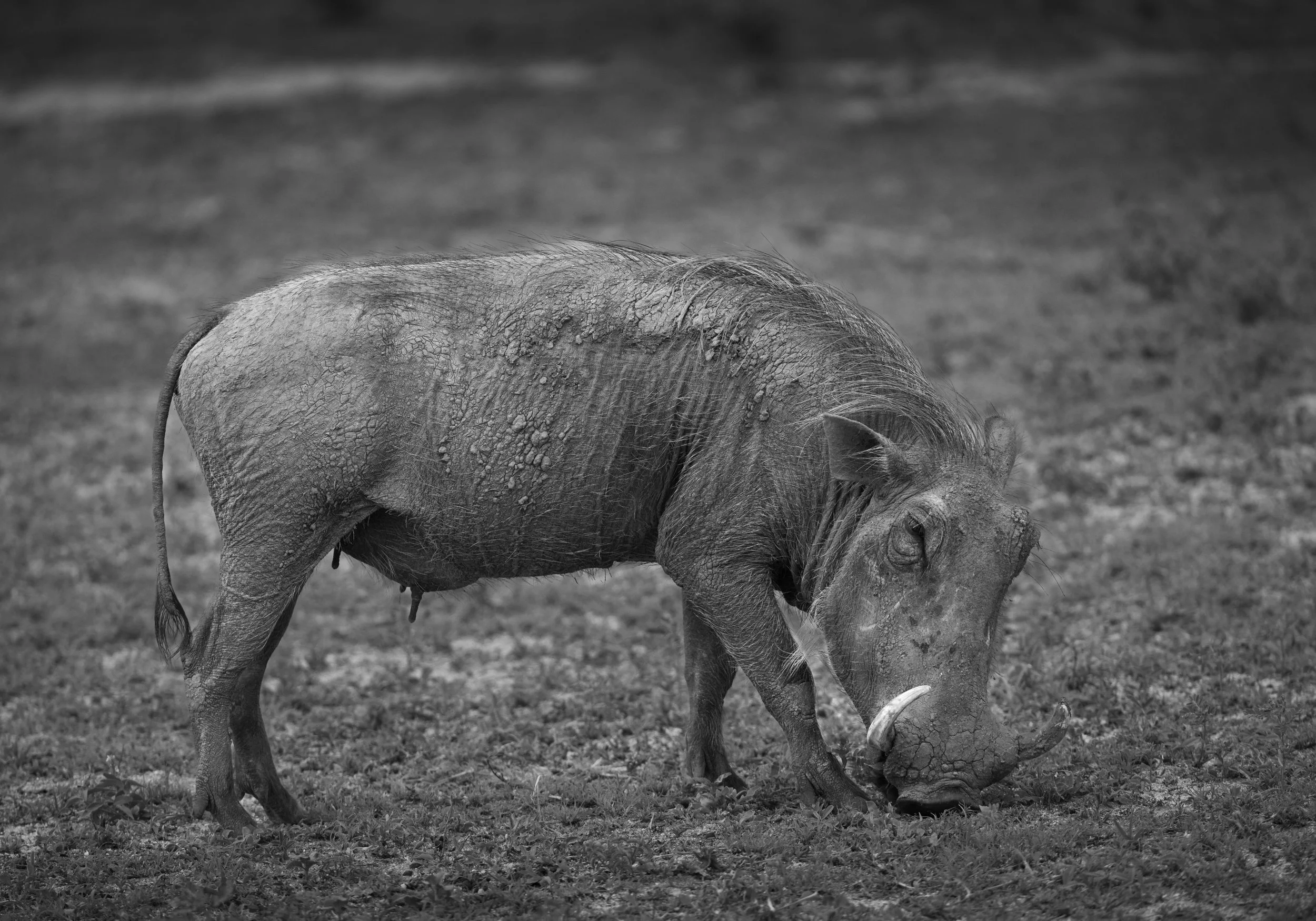 Londolozi Dec 2024 - Warthog -
Canon R6ii 343mm f/5.6 1/400s ISO 1000