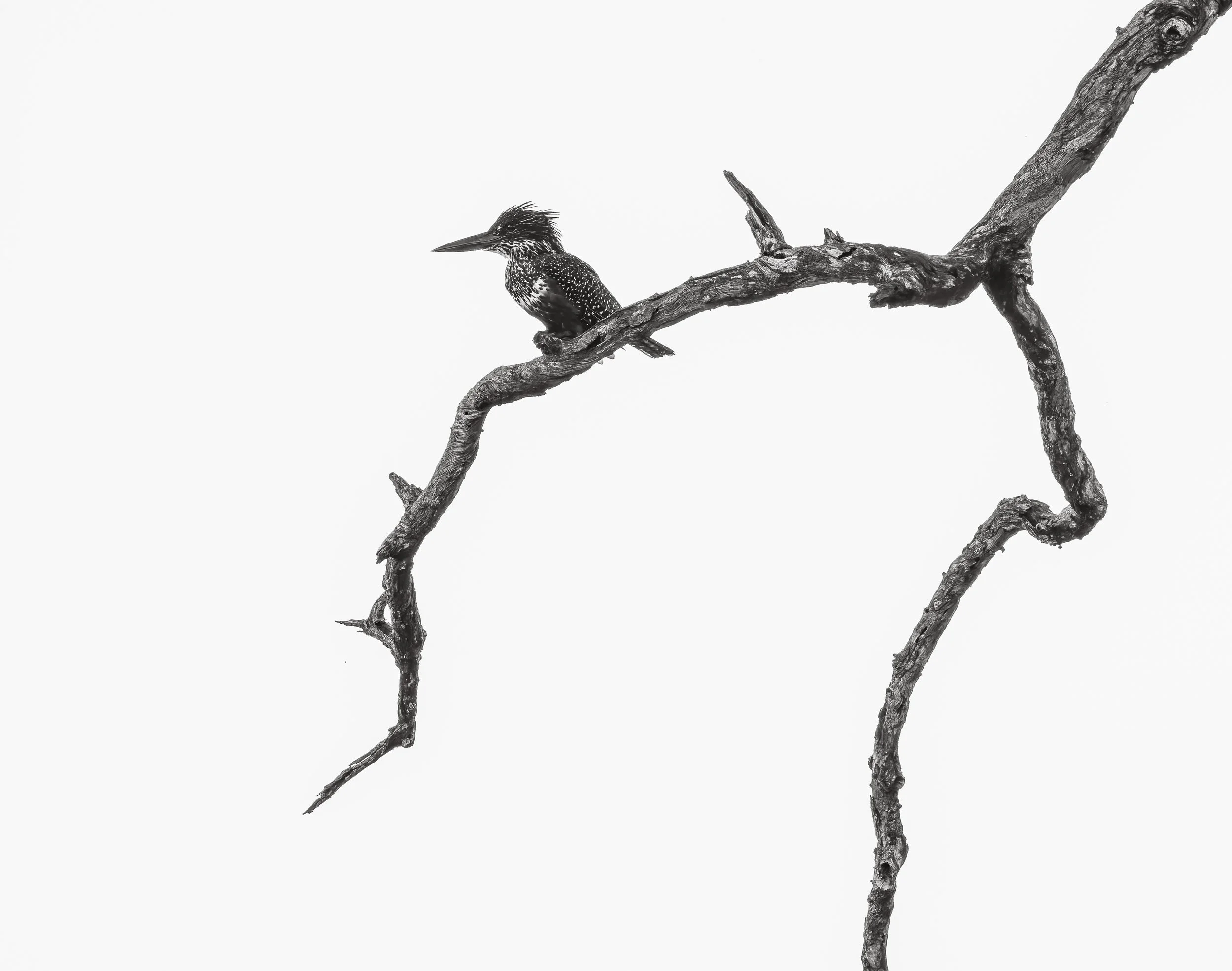 Londolozi Jan 2026 - Giant Kingfisher -
Canon R5ii 500mm f/47.1 1/320s ISO 800