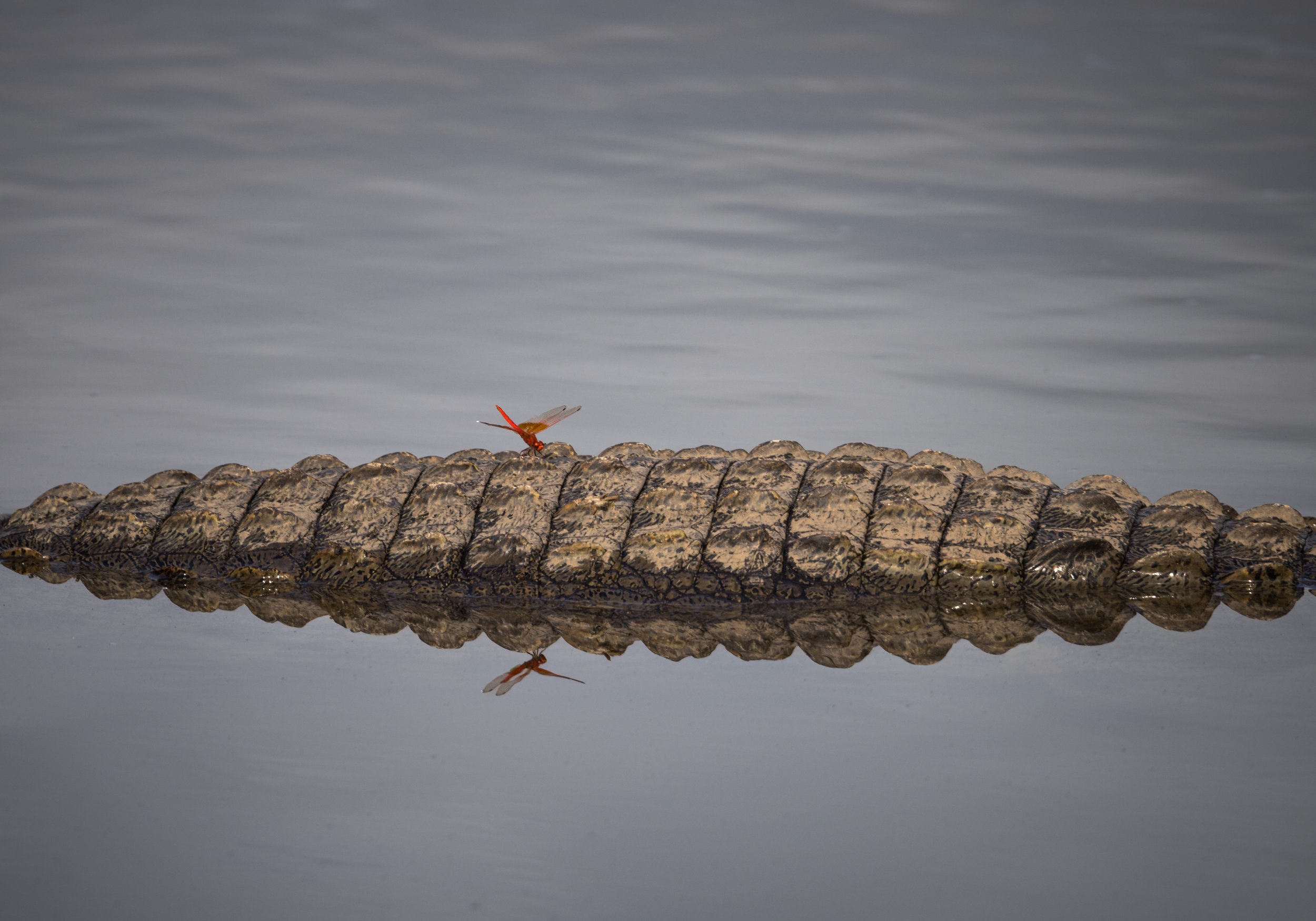 Londolozi Dec 2024 - Dragon Fly on Crocodile -
Canon R6ii 500mm f/9.0 1/200s ISO 200