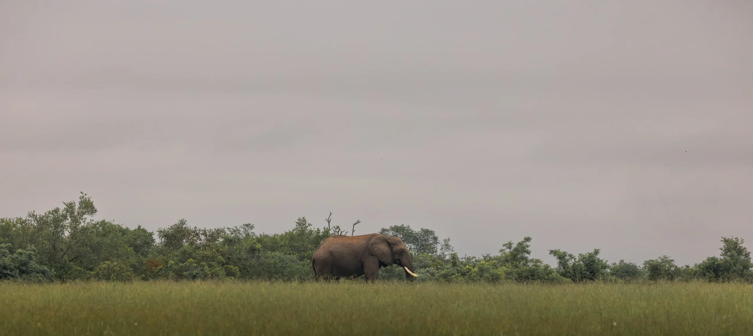 Londolozi Jan 2026 - Horizon Tusker -
Canon R5ii 186mm f/5.6 1/250s ISO 640