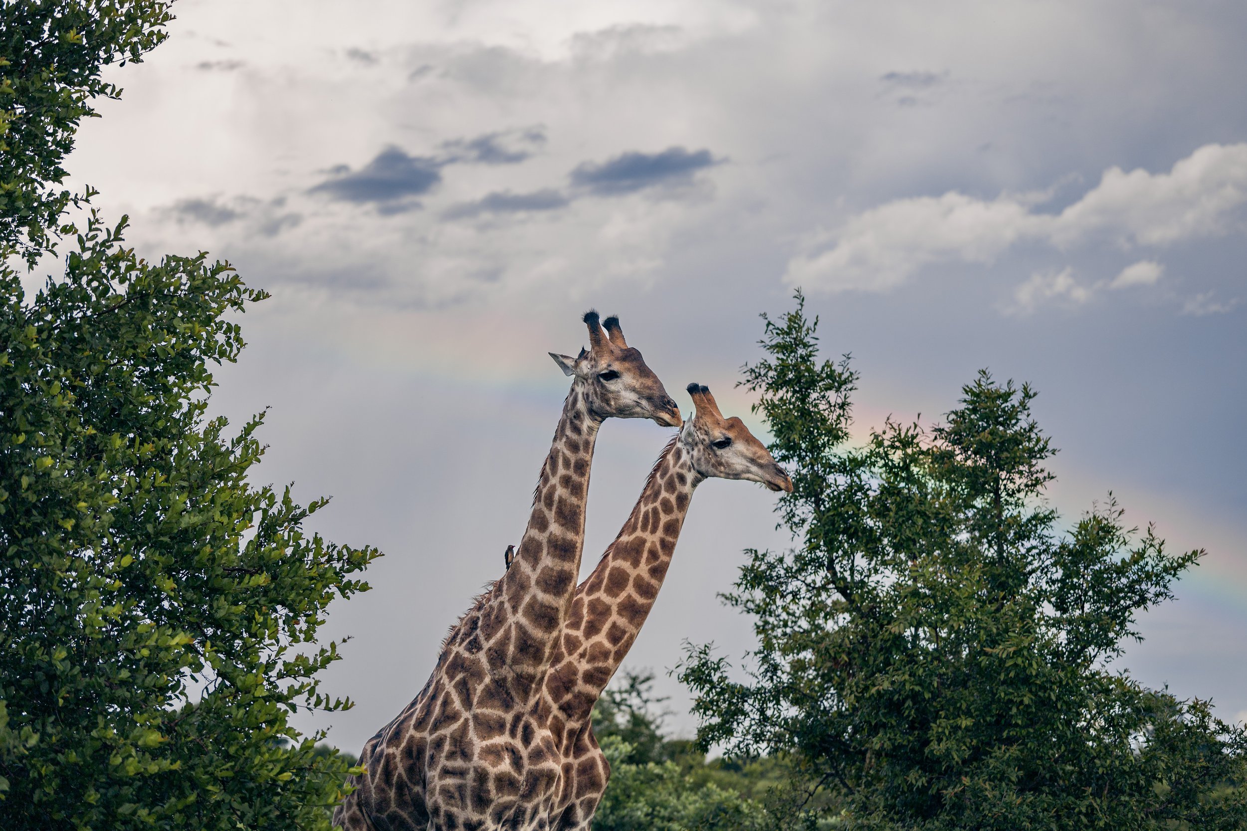 Londolozi Jan 2026 - Rainbow Giraffes -
Canon R6ii 100mm f/2.8 1/5000s ISO 200