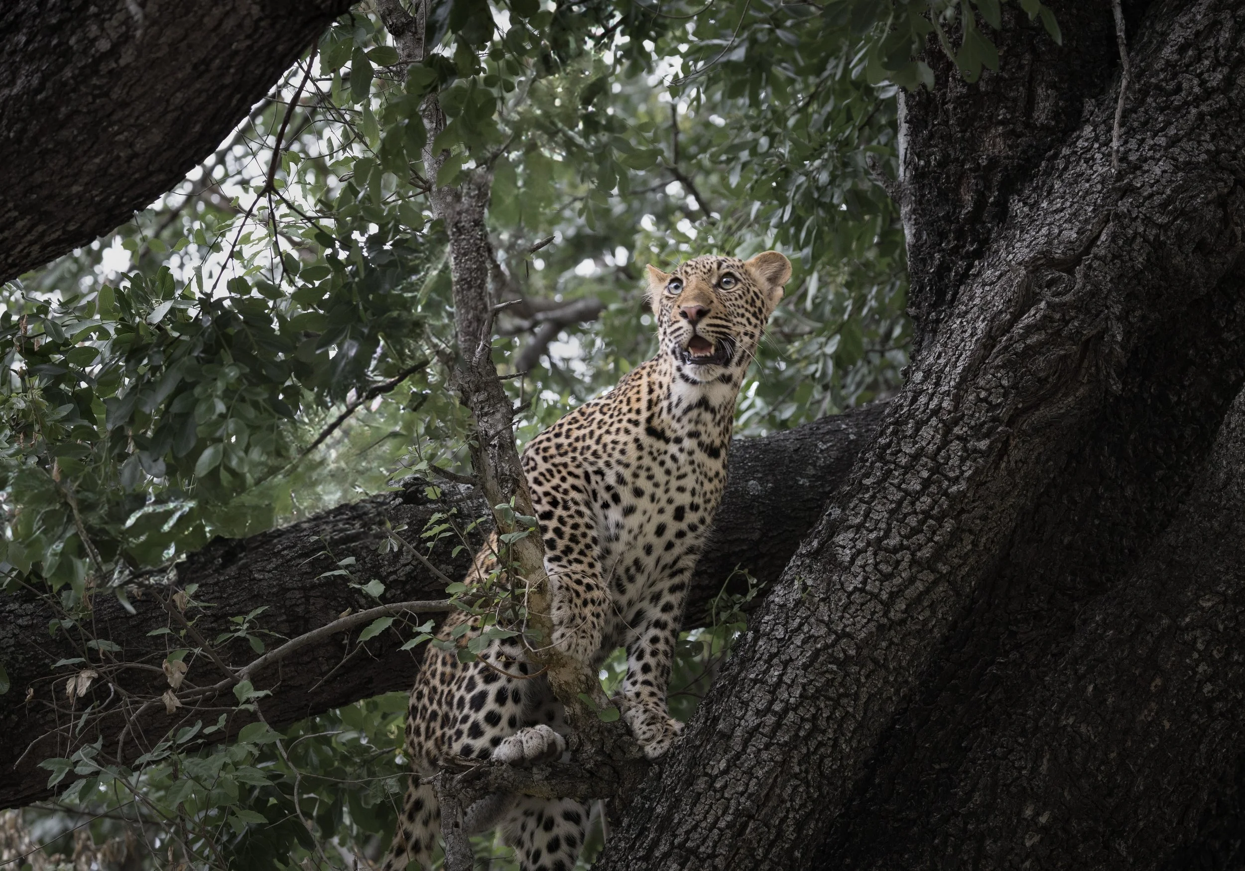 Londolozi Dec 2024 - Theee Rivers Young Female Leopard - Canon R6ii 150mm f/5.6 1/160s ISO 2500