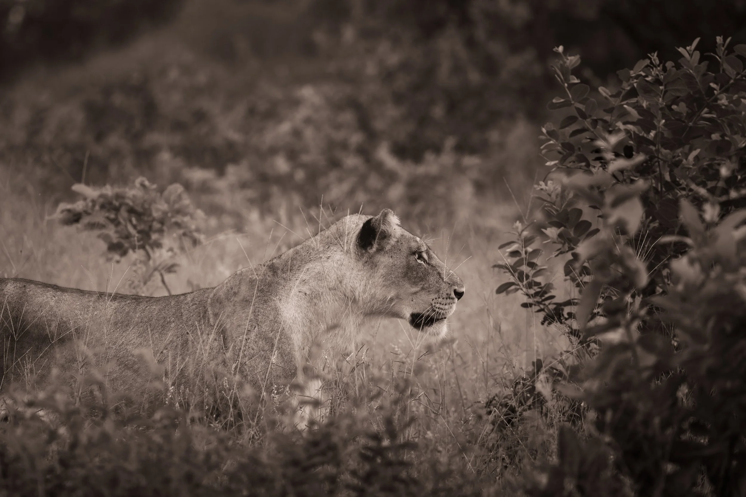 Londolozi Jan 2026 - Lioness on the Hunt -
Canon R5ii 500mm f/8 1/2500s ISO 5000