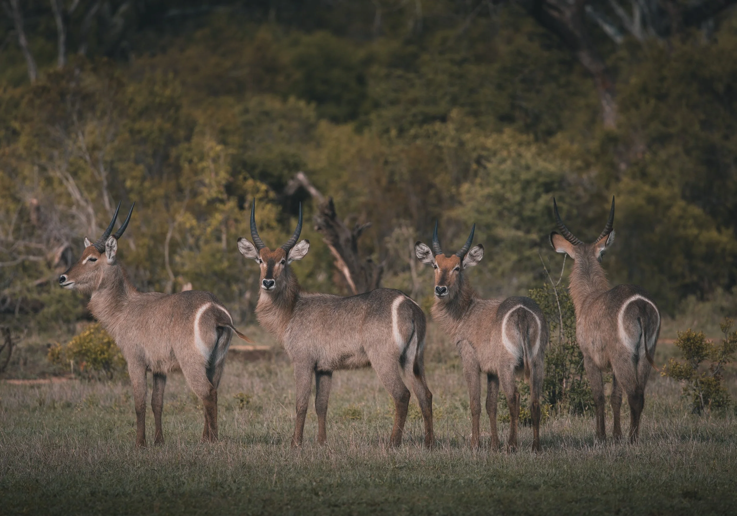 Londolozi Dec 2024 - Male Waterbucks -
Canon R6ii 500mm f/7.1 1/400s ISO 250