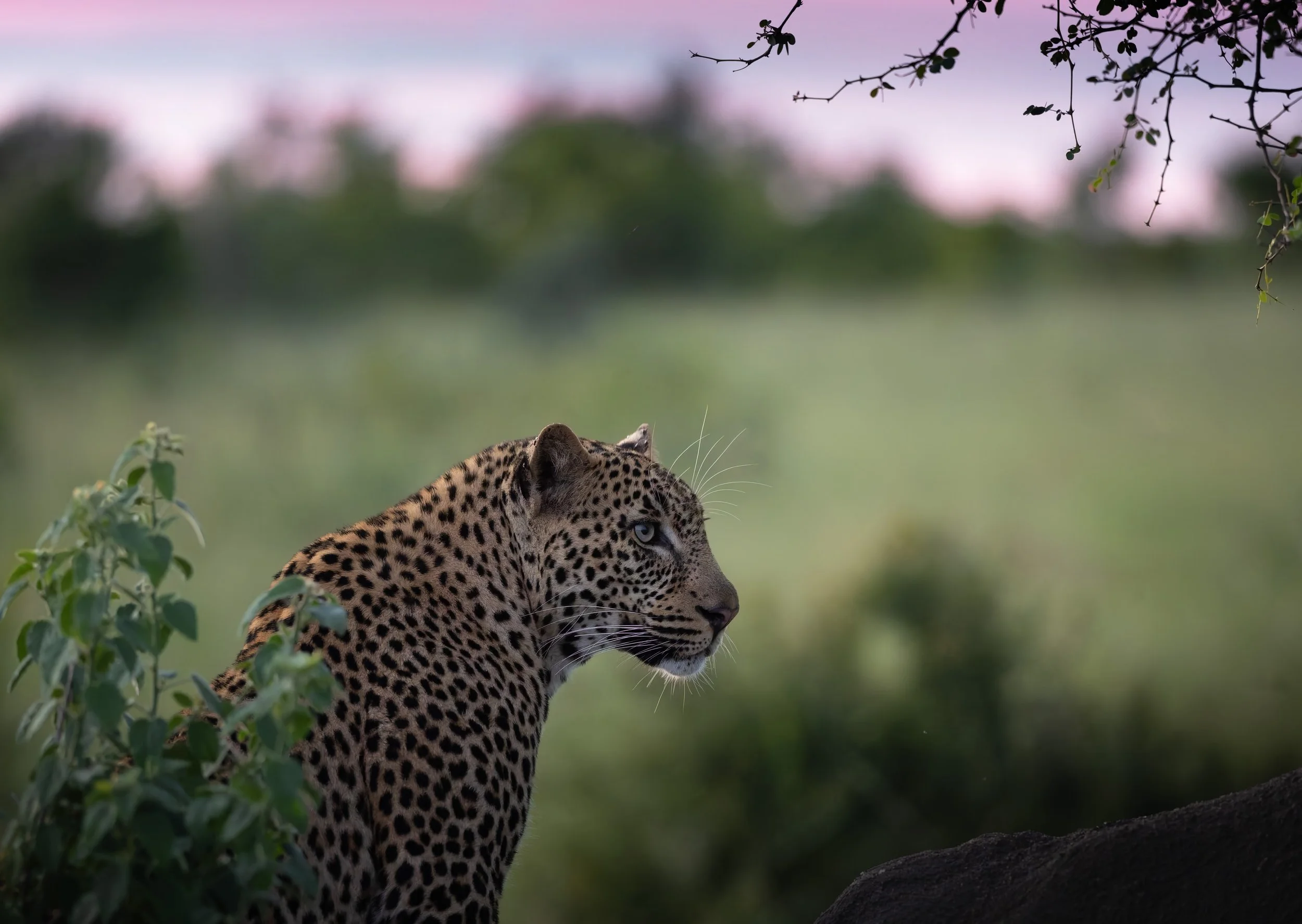 Londolozi Jan 2026 - Shingi Male -
Canon R6ii 200mm f/2.81/500s ISO 8000