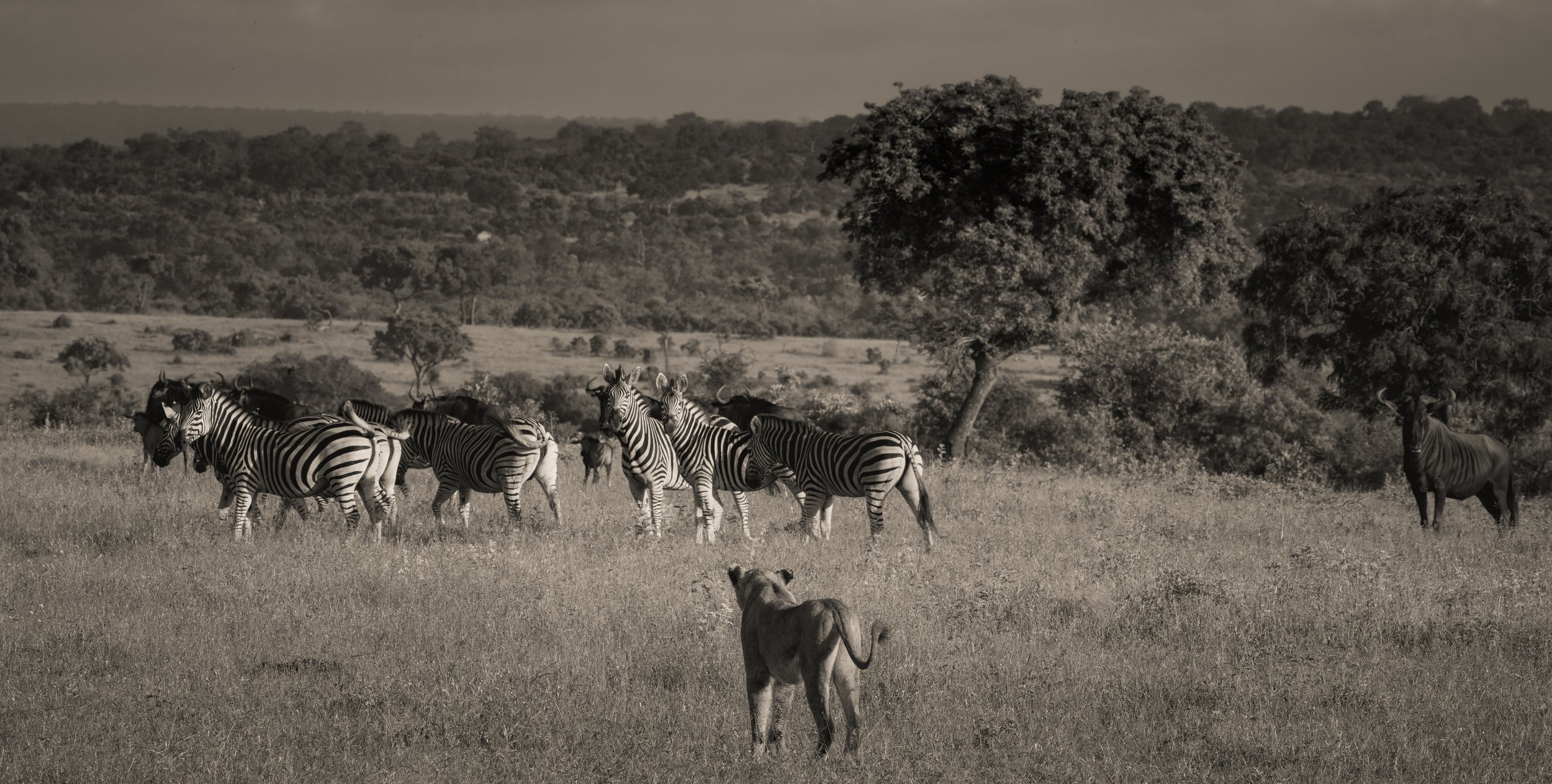Londolozi Jan 2026 - Lone Huntress -
Canon R5ii 300mm f/18 1/640s ISO 1600