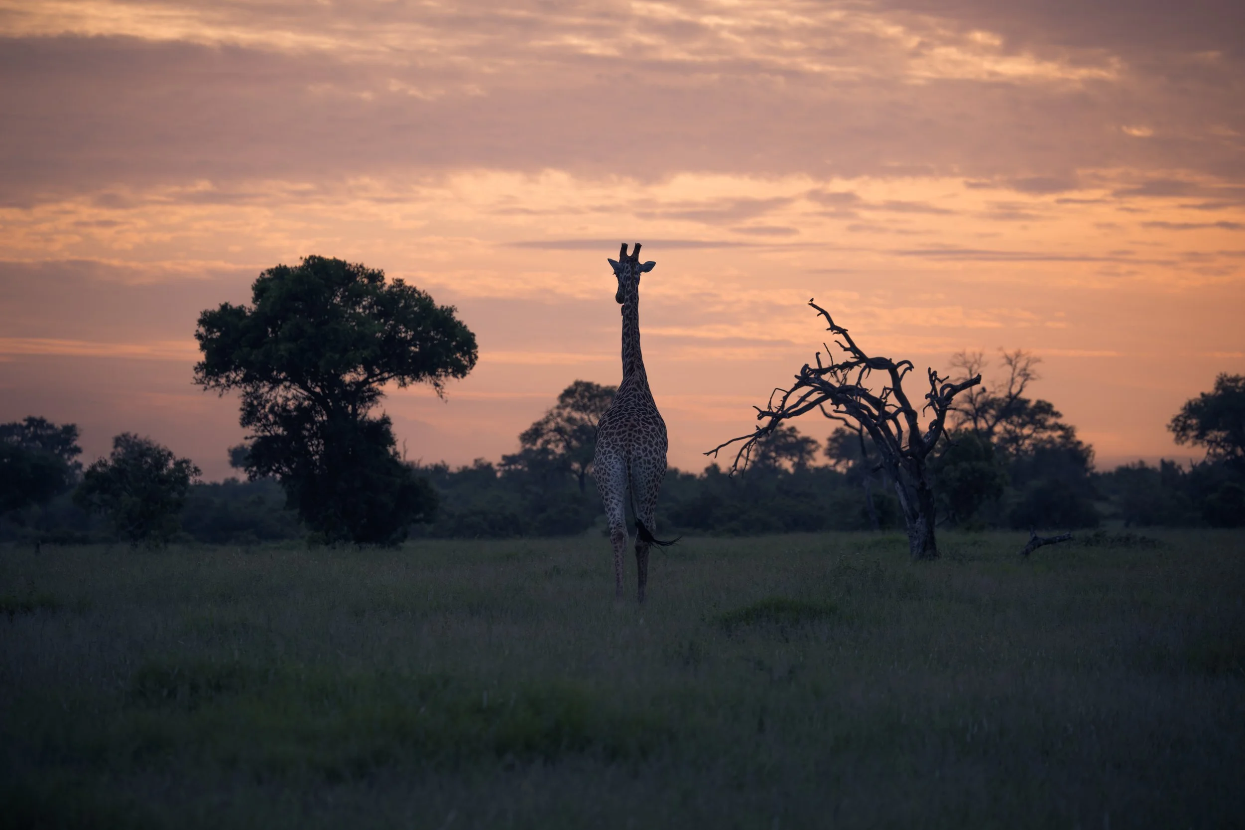 Londolozi Jan 2026 - Into the Great Unknown -
Canon R5ii 223mm f/5.0 1/4320s ISO 320