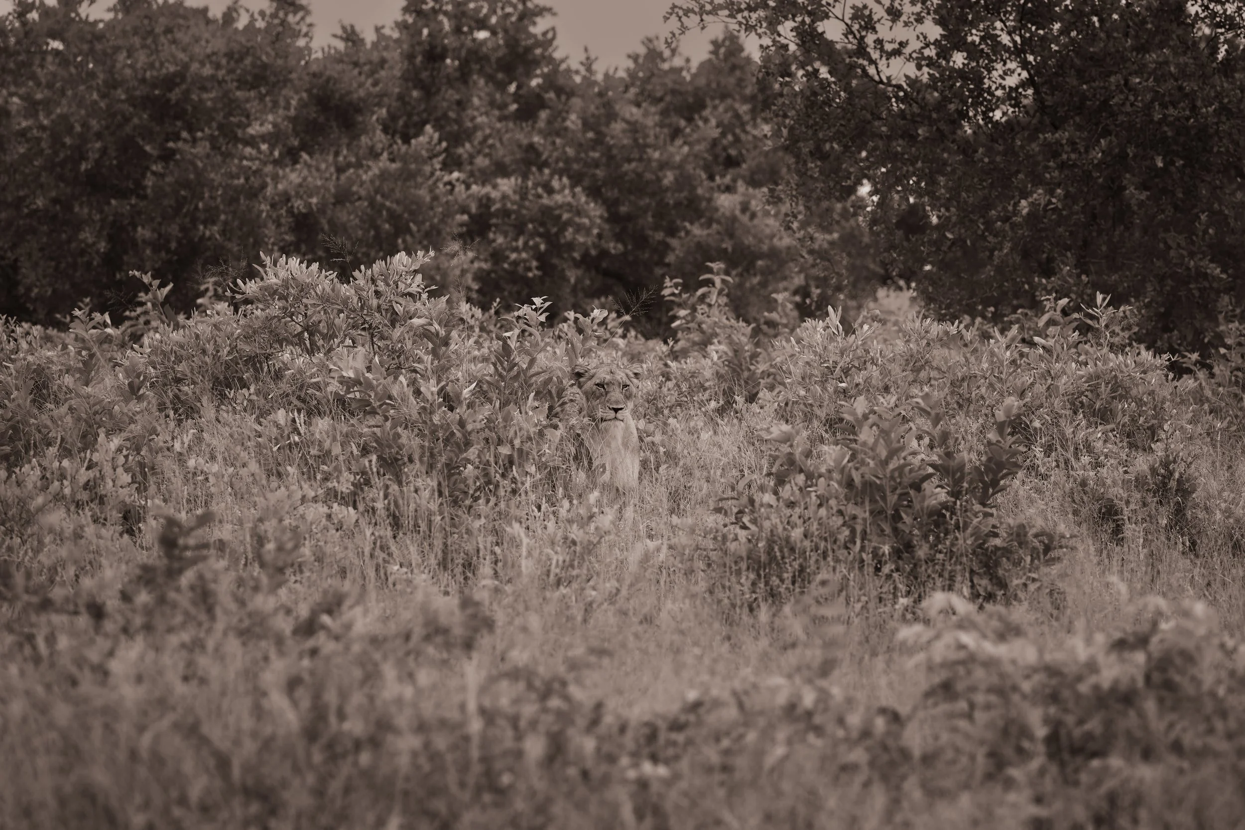 Londolozi Jan 2026 - Ghost in the Brush -
Canon R5ii 200mm f/5 1/250s ISO 200
