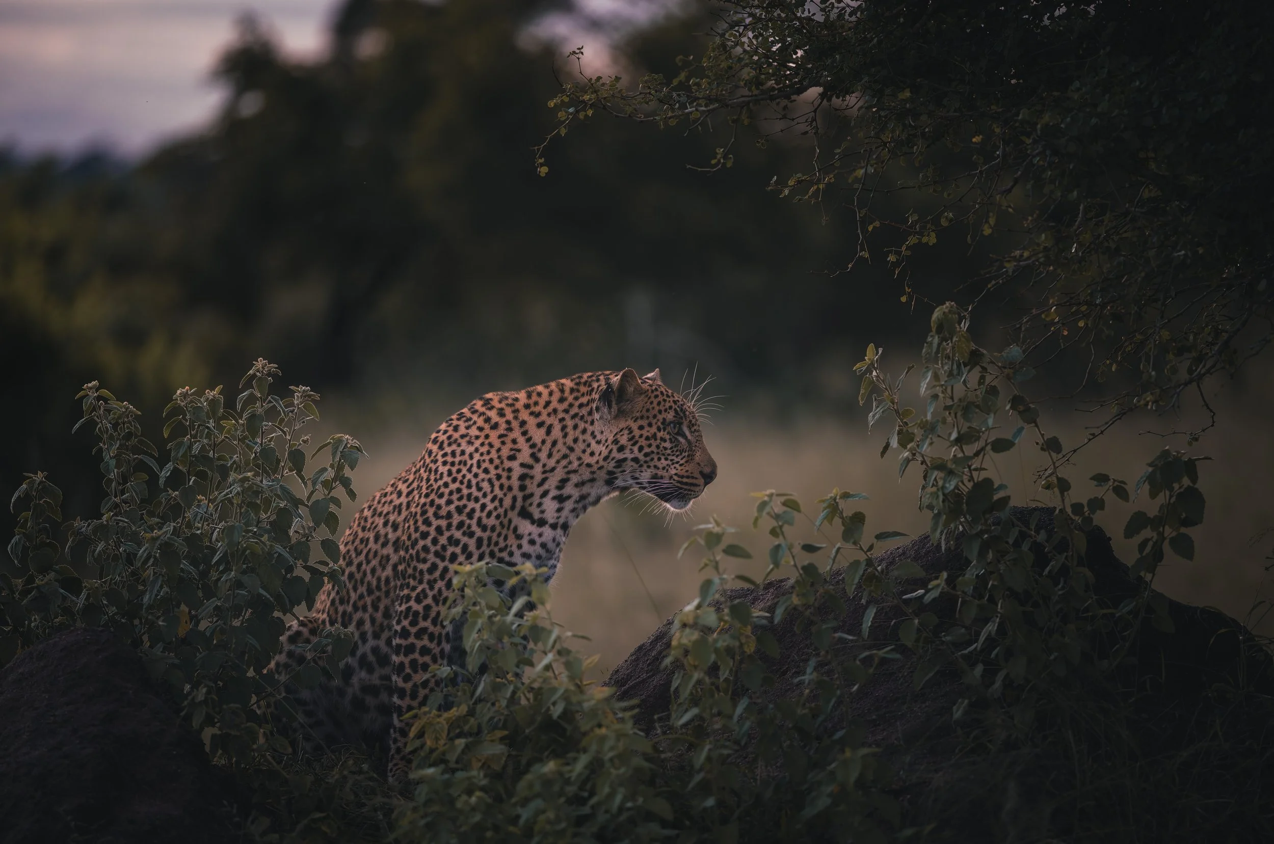 Londolozi Jan 2026 - Shingi Male at Dusk -
Canon R6ii 200mm f/2.8 1/400s ISO 6400