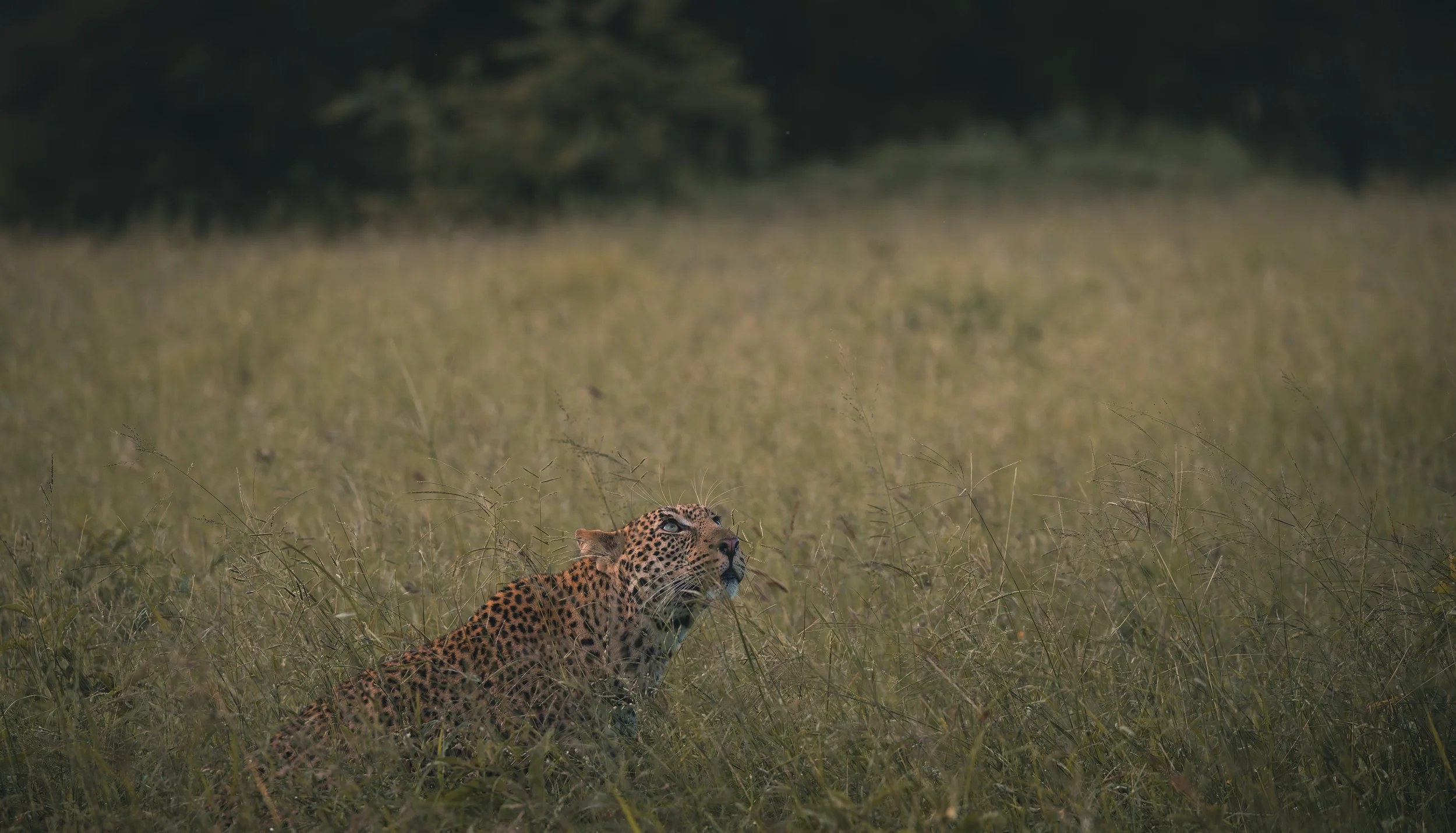 Londolozi Jan 2026 - Shingi Male Leopard -
Canon R5ii 500mm f/5.6 1/500s ISO 4000