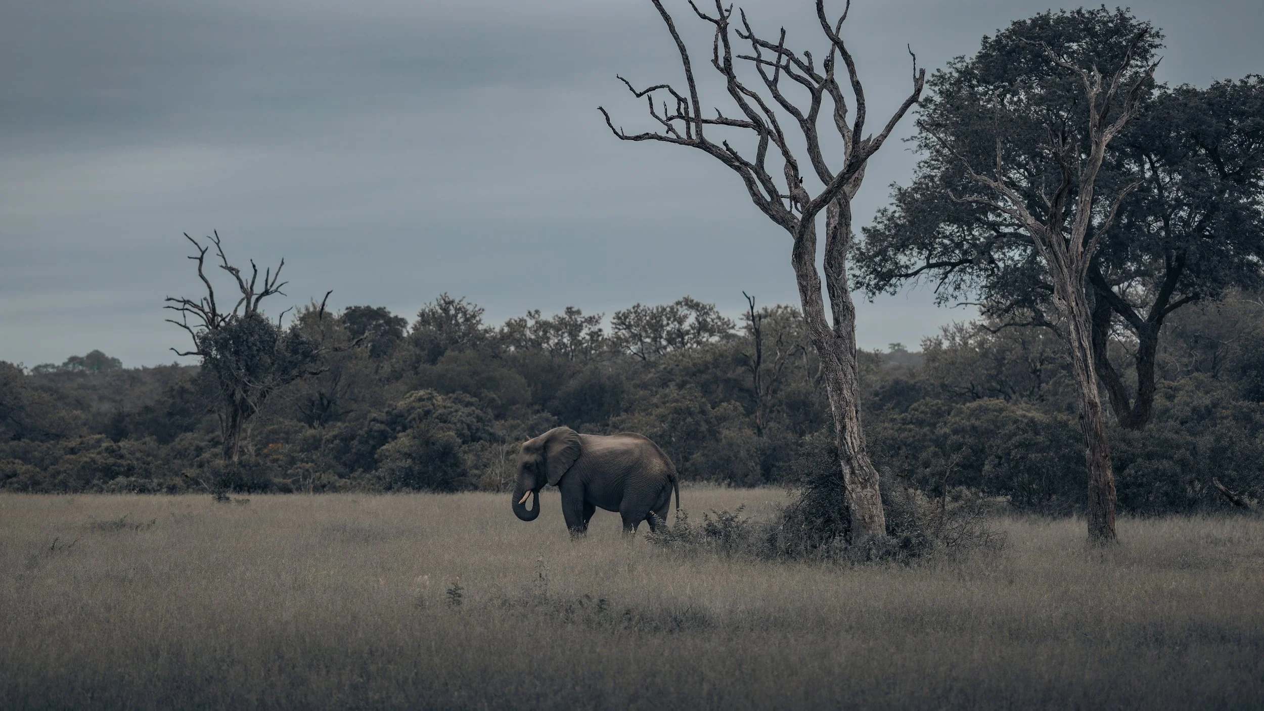Londolozi Jan 2026 - Tranquility -
Canon R6ii 100mm f/2.8 1/640s ISO 100