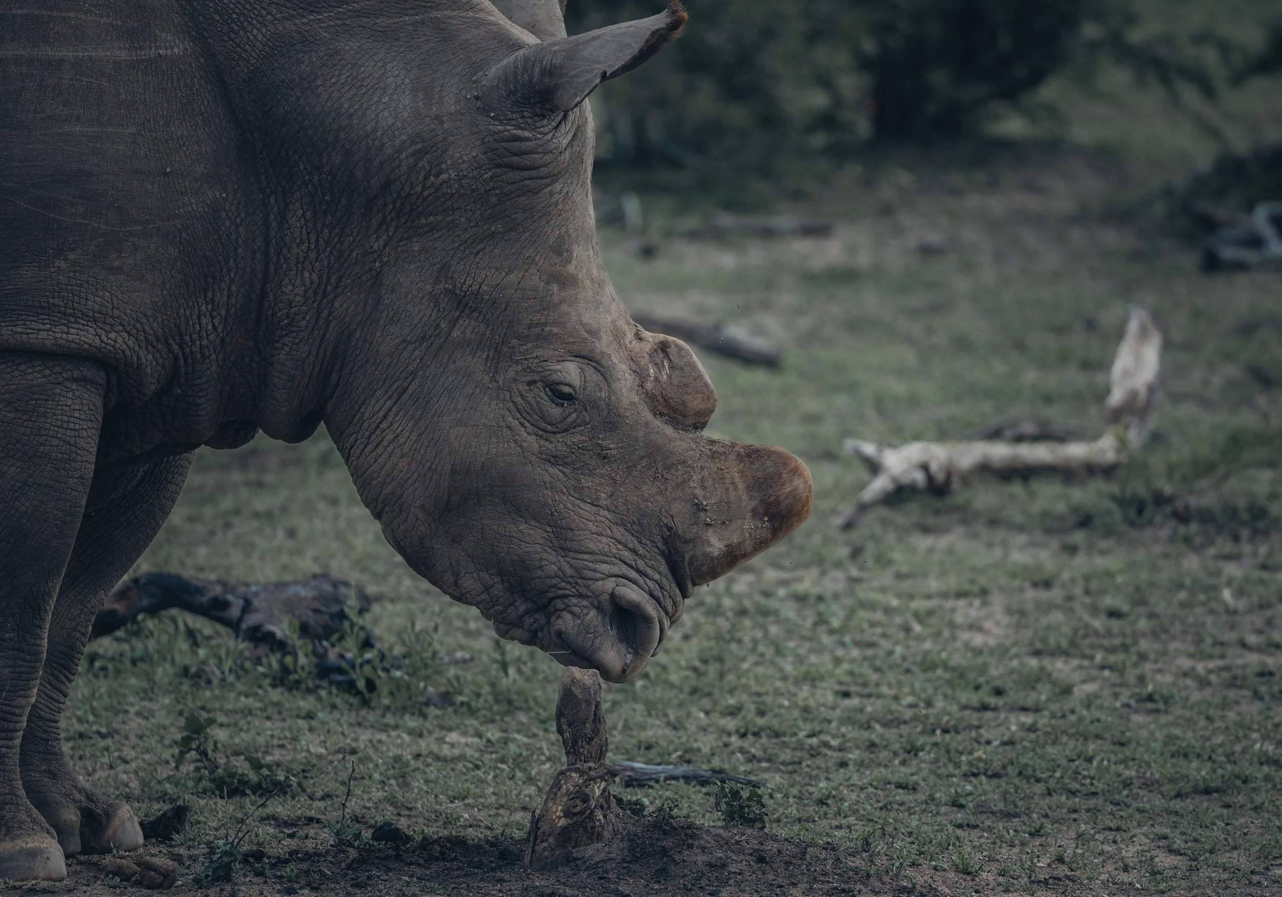 Londolozi Dec 2024 - Rhino Stump -
Canon R6ii 438mm f/6.3 1/250s ISO 400