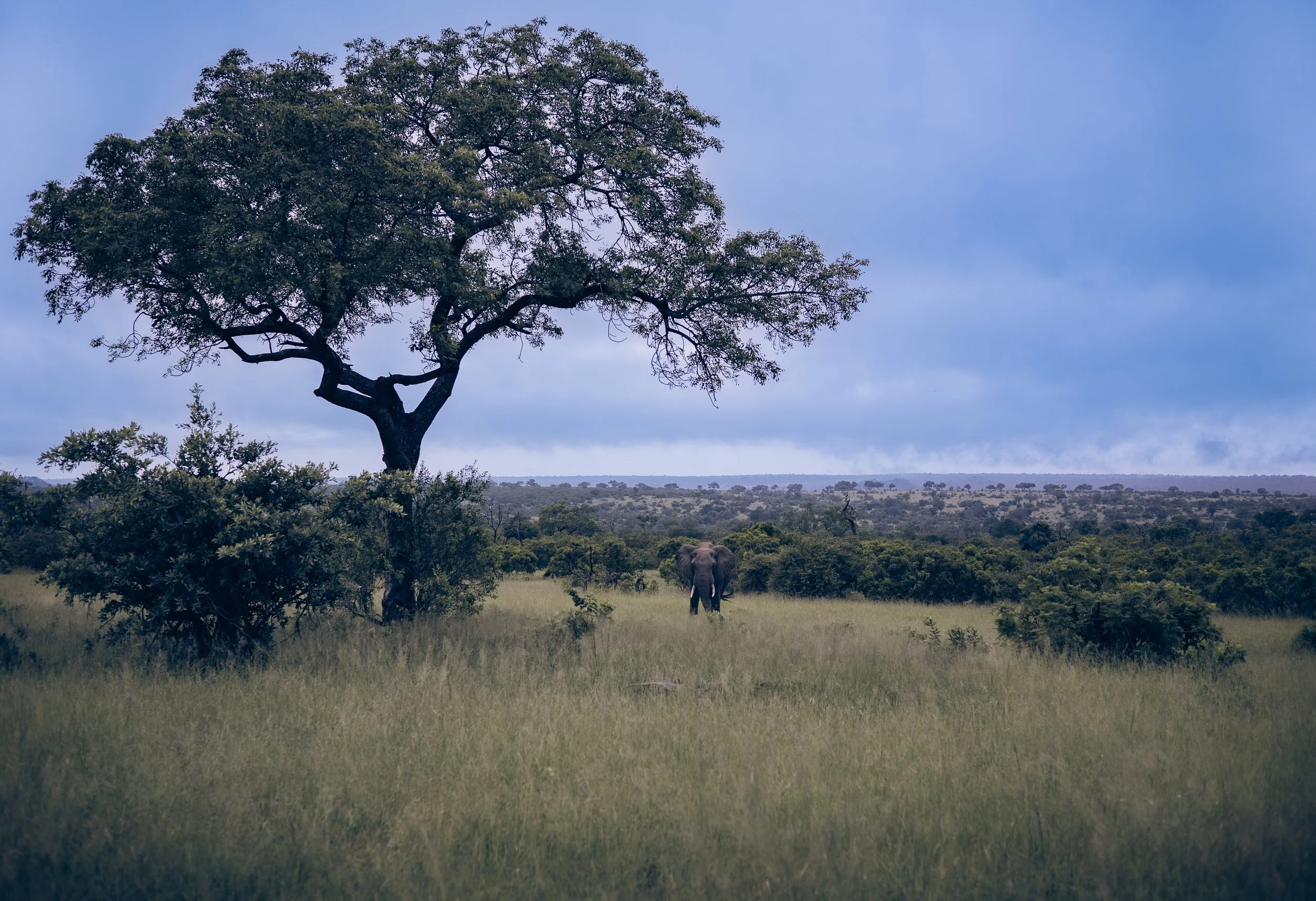 Londolozi Jan 2026 - Ellie under the Marula -
Canon R5ii 50mm f/2.8 1/320s ISO 200