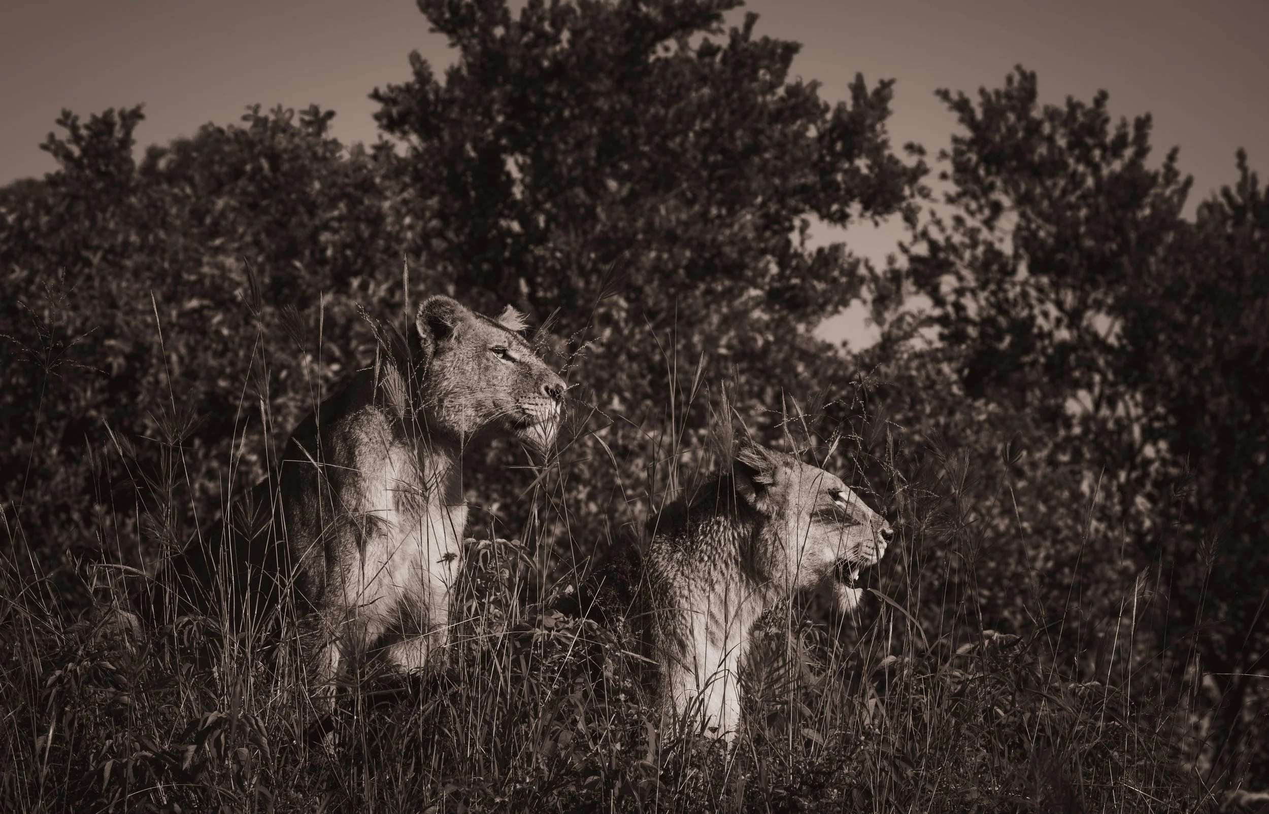 Londolozi Jan 2026 - Lion Misfits -
Canon R5ii 135mm f/9 1/640s ISO 320