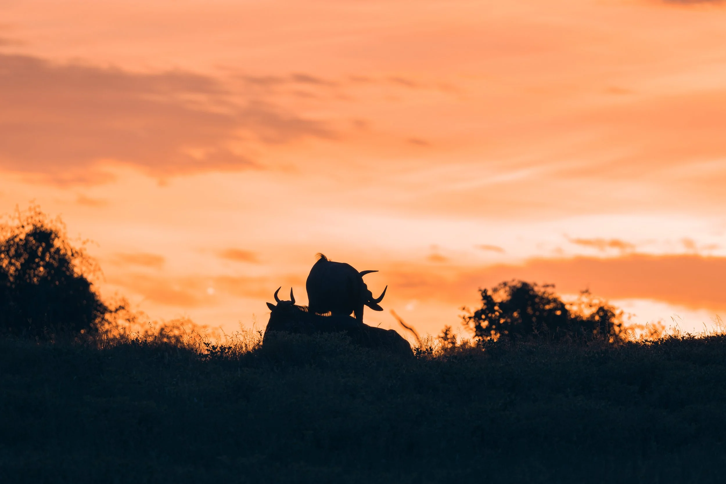 Londolozi Jan 2026 - Wildebeest Silhouette -
Canon R5ii 500mm f/7.1 1/40s ISO 100