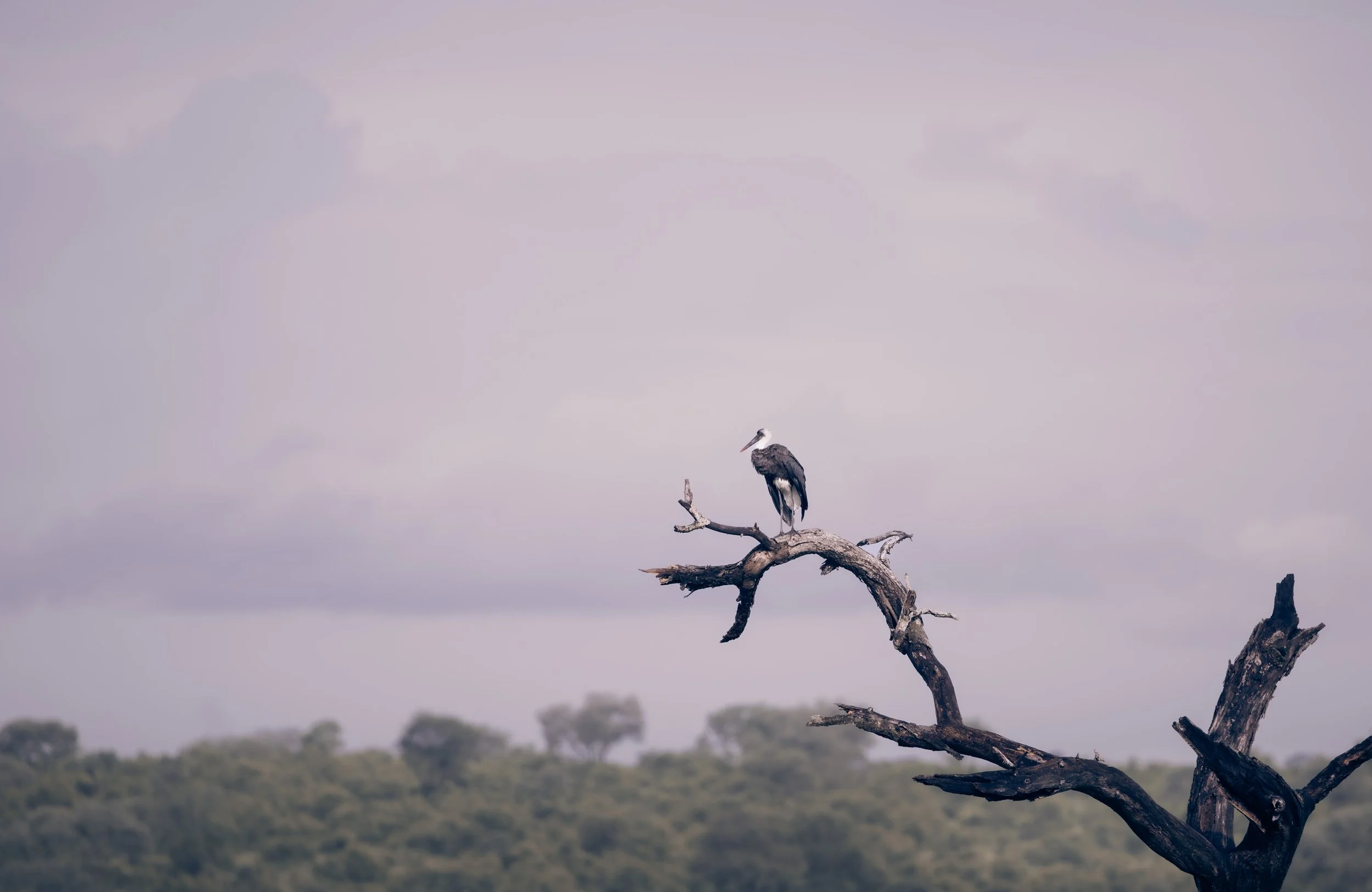 Londolozi Jan 2026 - Wooly Necked Stork -
Canon R5ii 500mm f/7.1 1/500s ISO 200