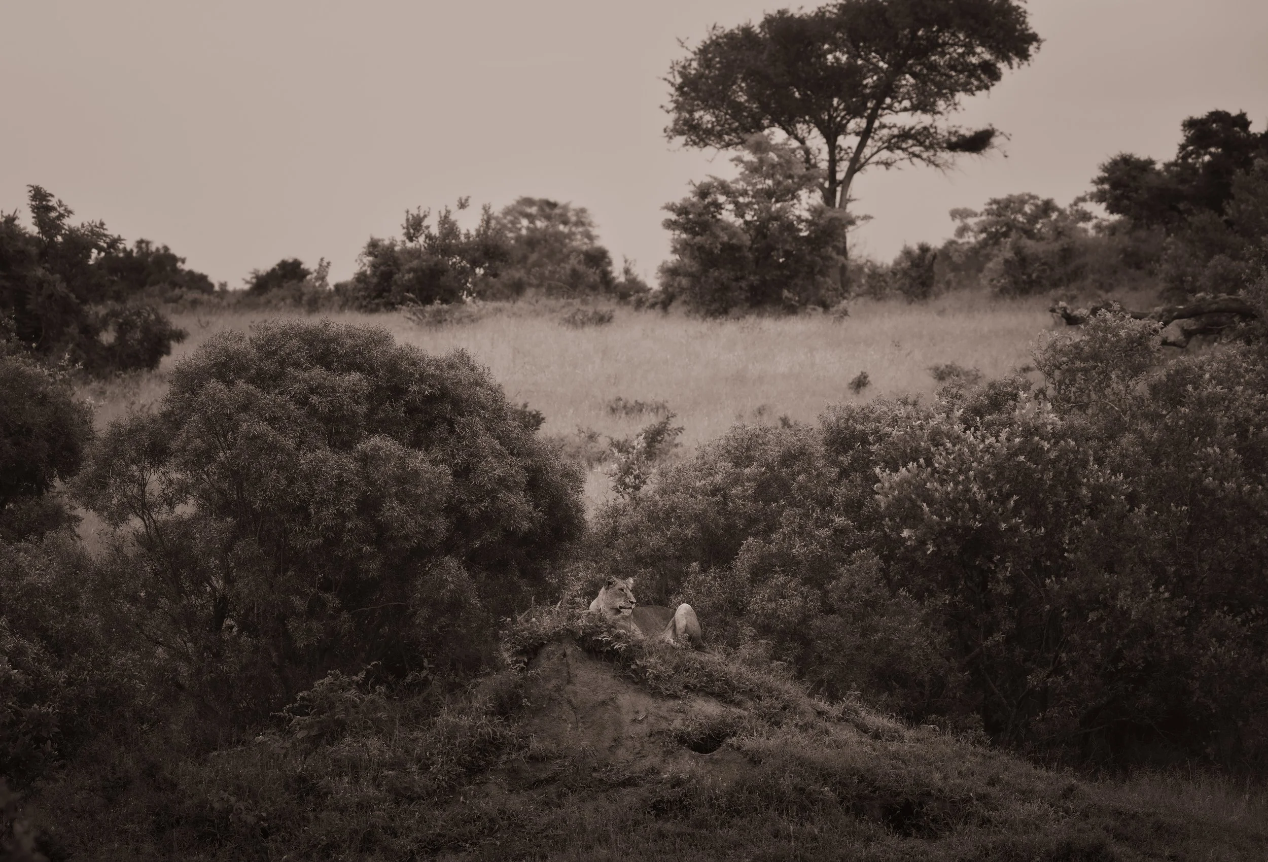 Londolozi Jan 2026 - Lioness on  Termite Mound - Canon R5ii 254mm f/8 1/800s ISO 1600