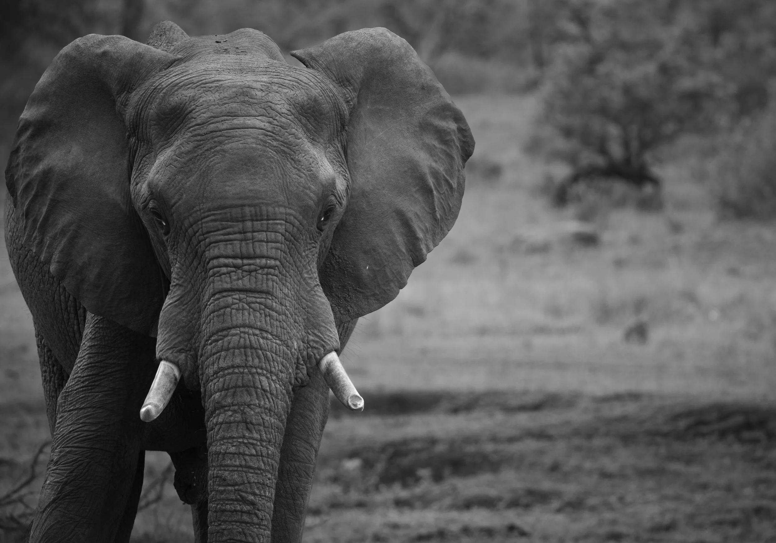 Londolozi Dec 2024 - Bull Elephant -
Canon R6ii 500mm f/7.1 1/640s ISO 1000