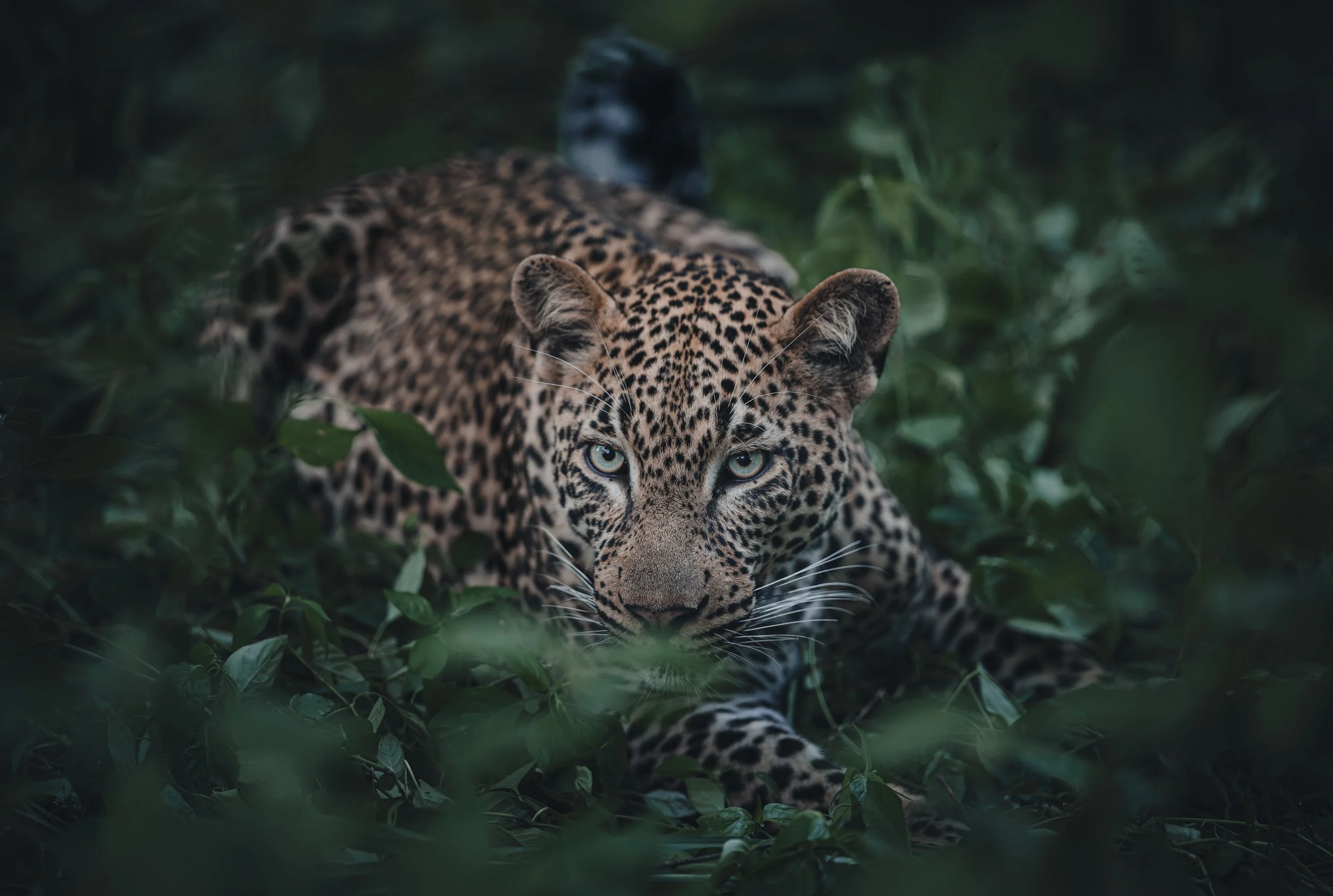 Londolozi Jan 2026 - Shingi Male Leopard -
Canon R6ii 200mm f/2.8 1/320s ISO 1600